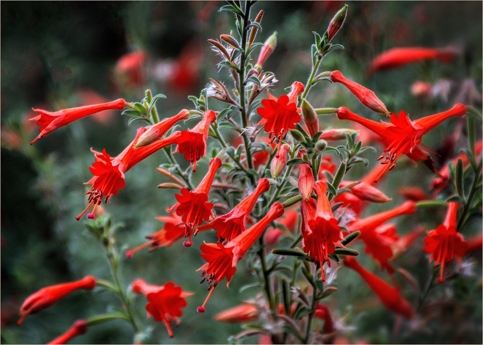 "Red Flowers" by Roy Peters