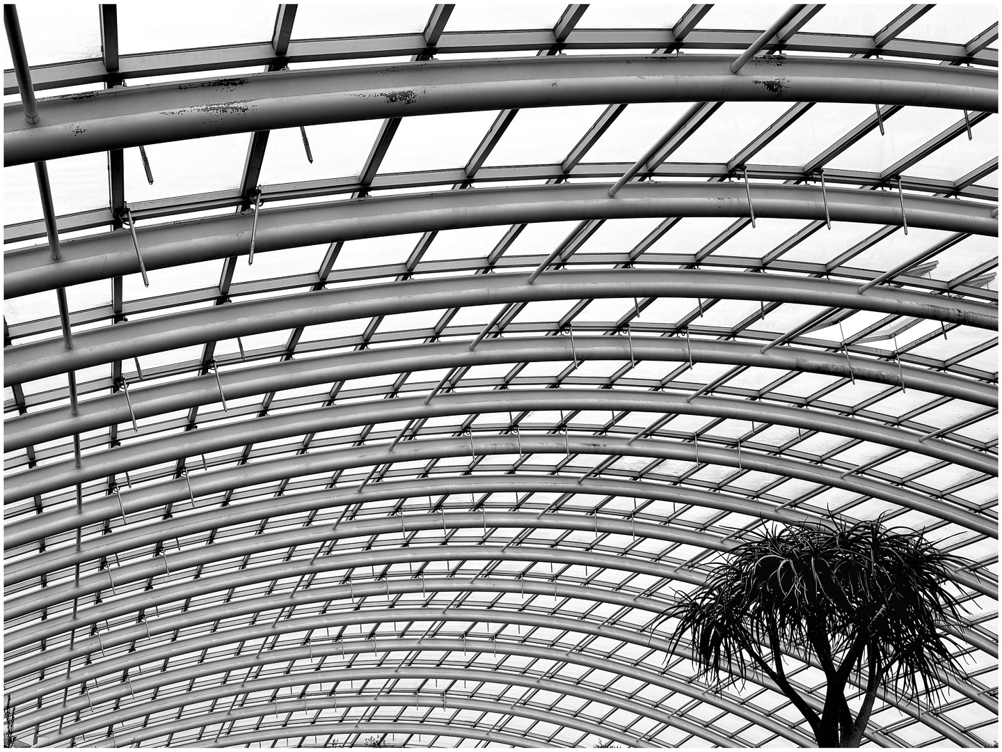 "Lonesome Pine" by Morlais Davies