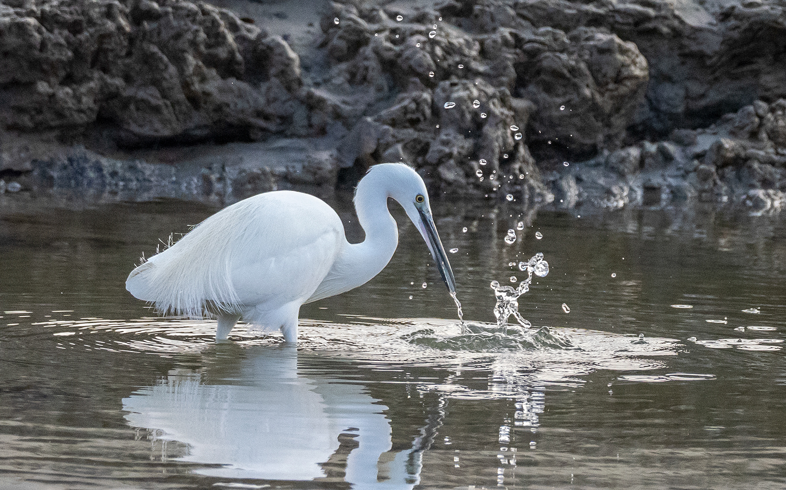 Shrimping Egret