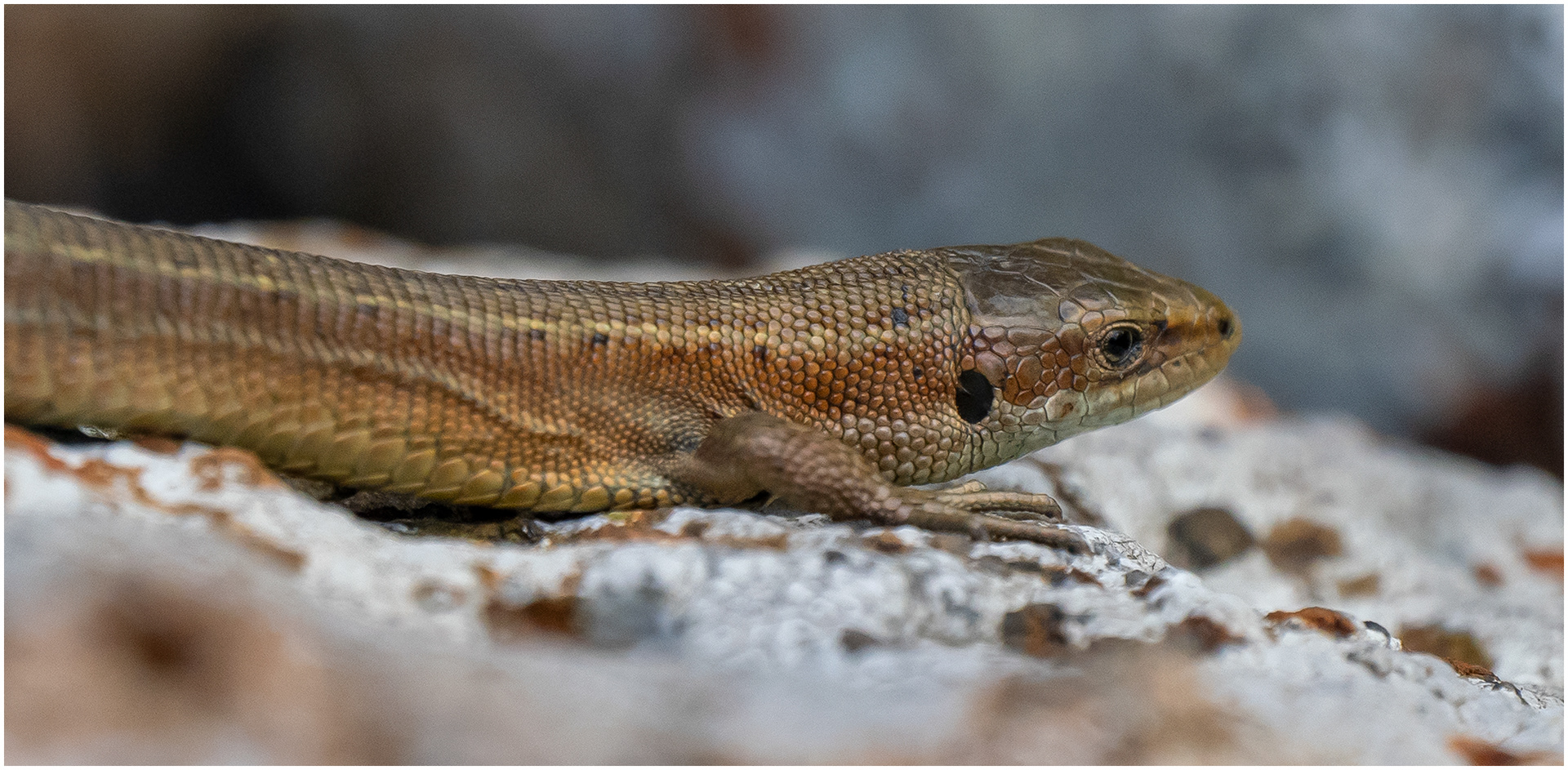 "Teifi Dragon" by Viv Evans