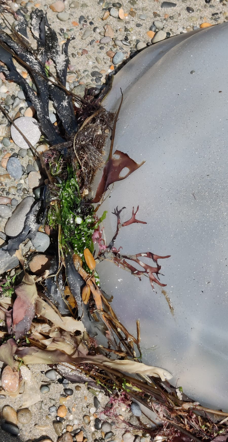 "Seaweed Jelly" by Hilary Harding