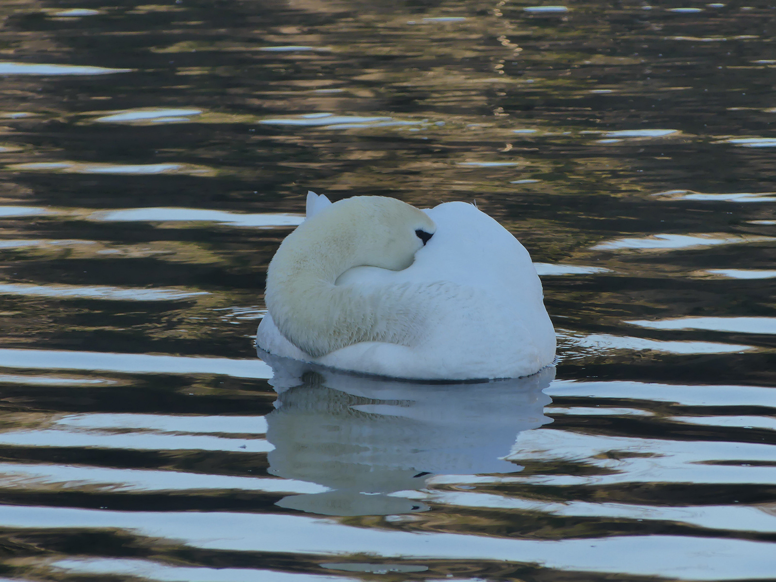 "Sleeping" by Trudy Davies