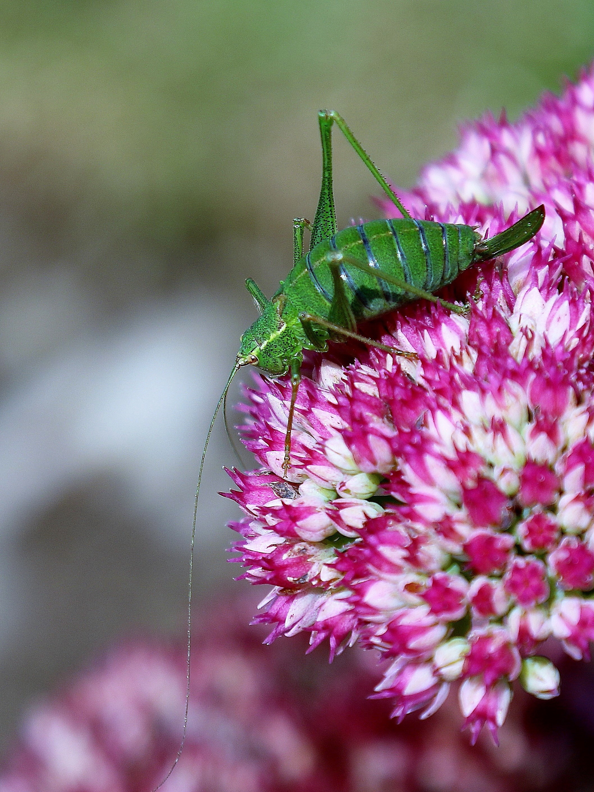 Bush Cricket on Sedum