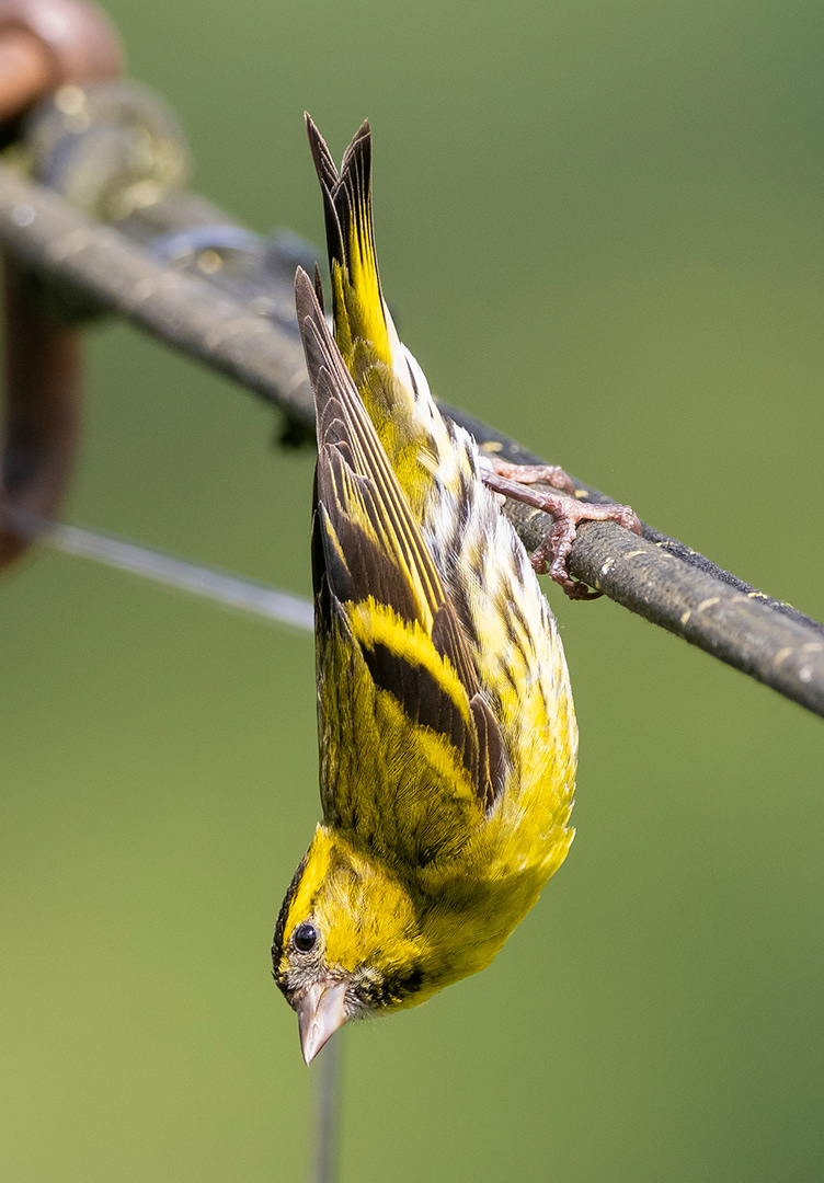 Sis 2 NYA by Viv Evans