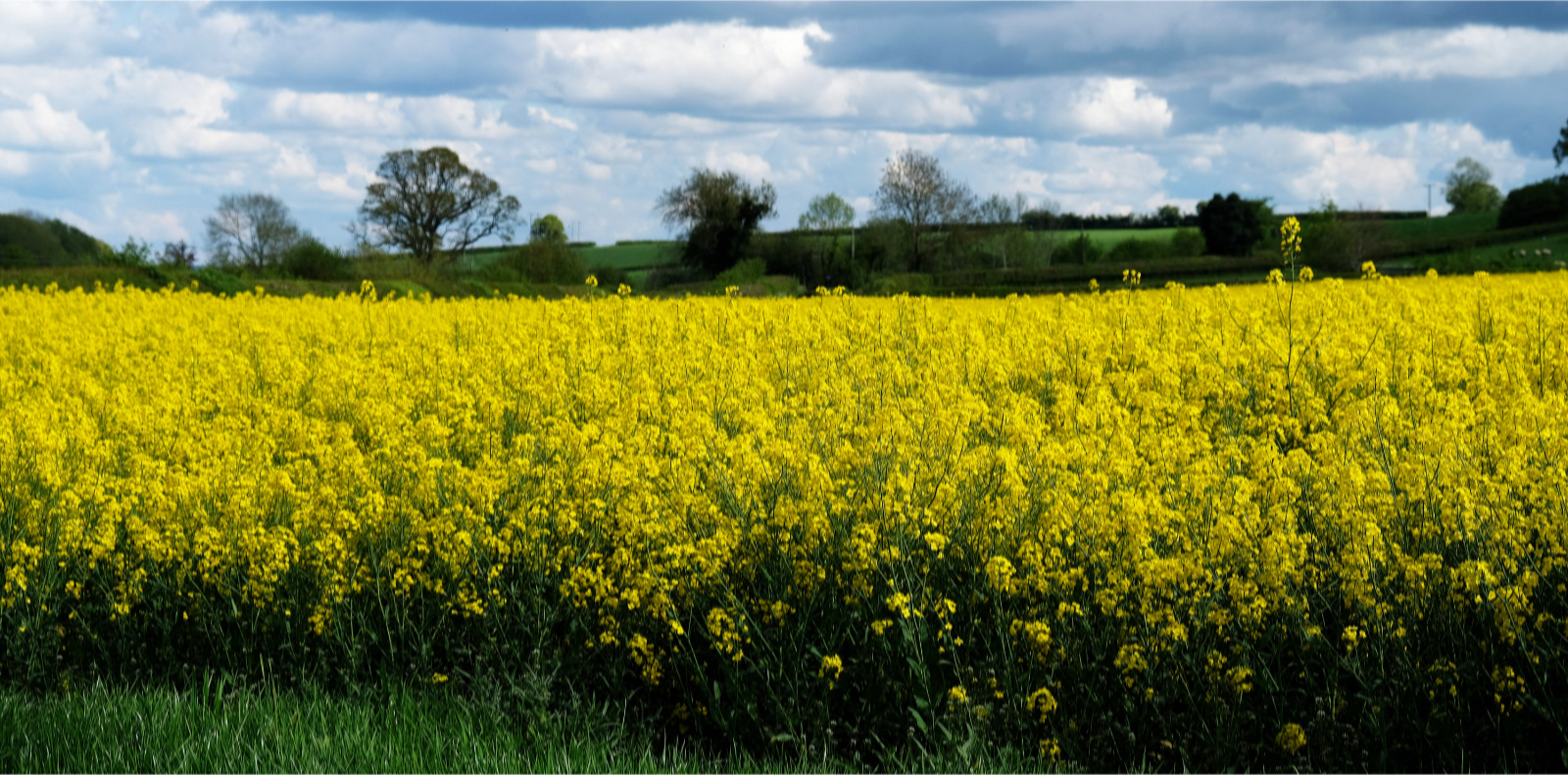 A Field of Gold