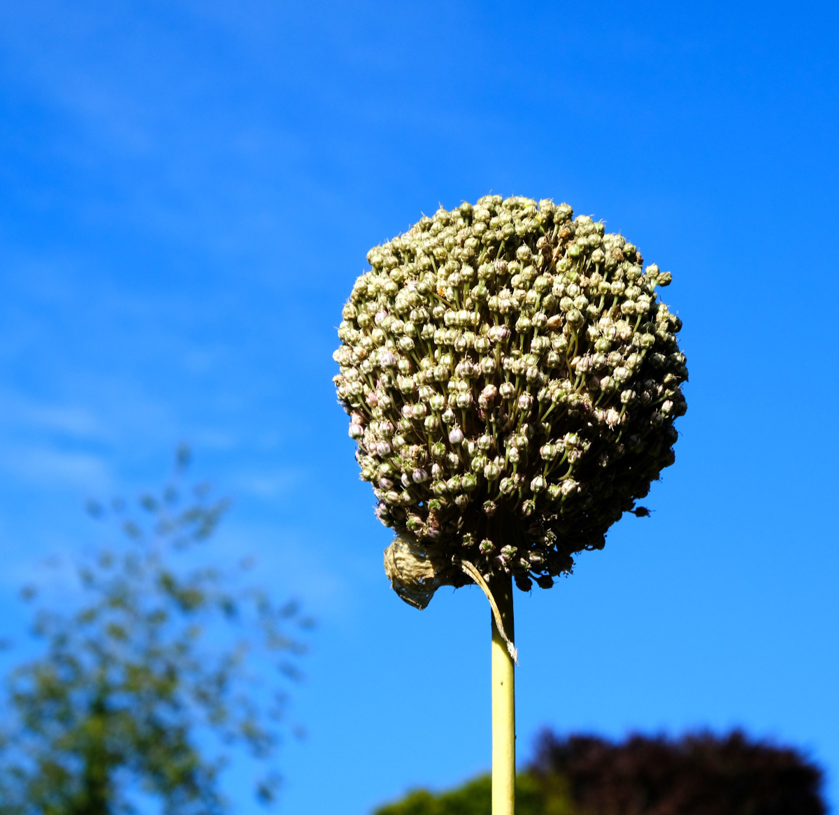 "Ball of Seeds" by Margaret Jones