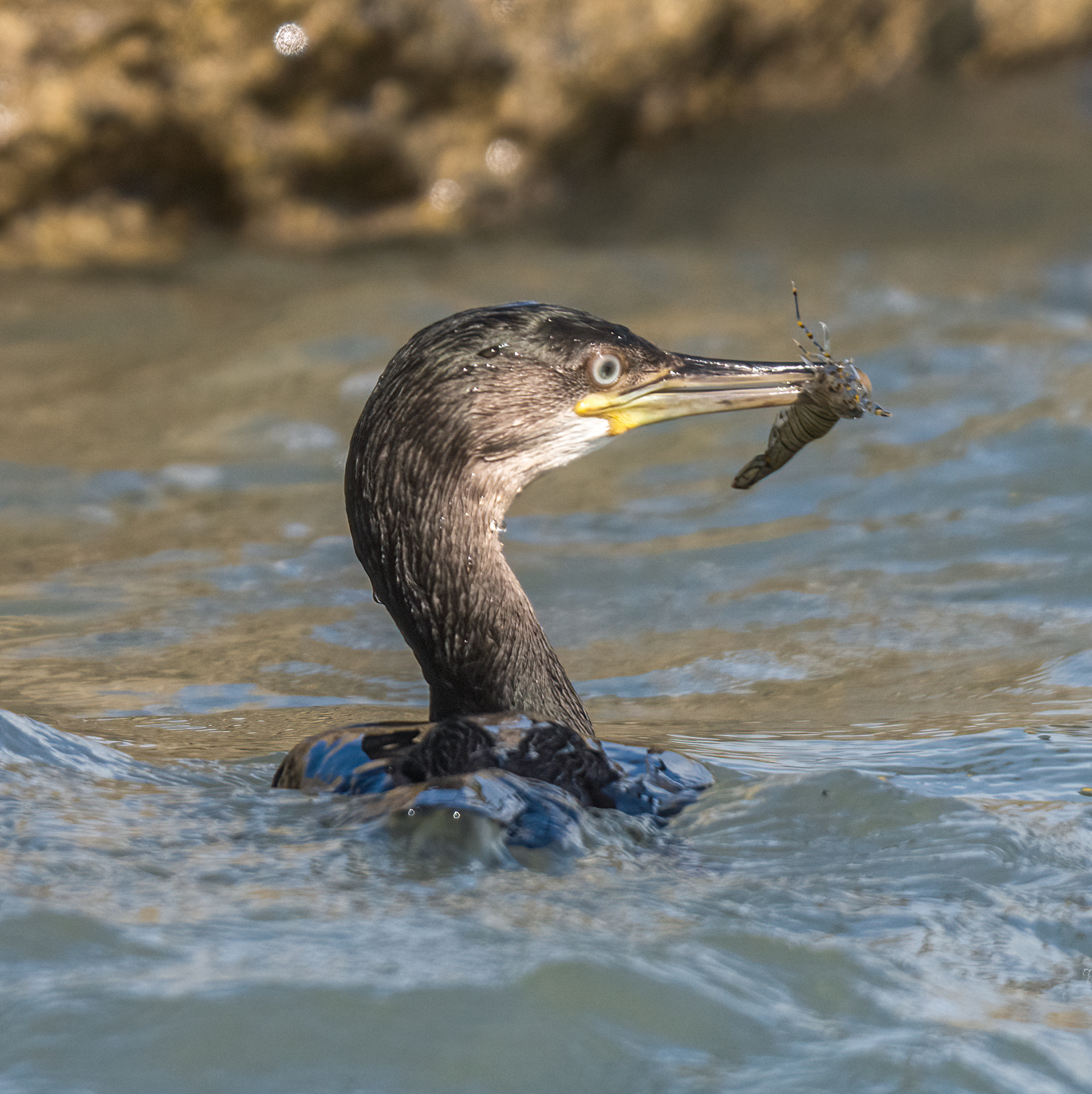 Juvenile Cormorant with a Prawn in its Beak