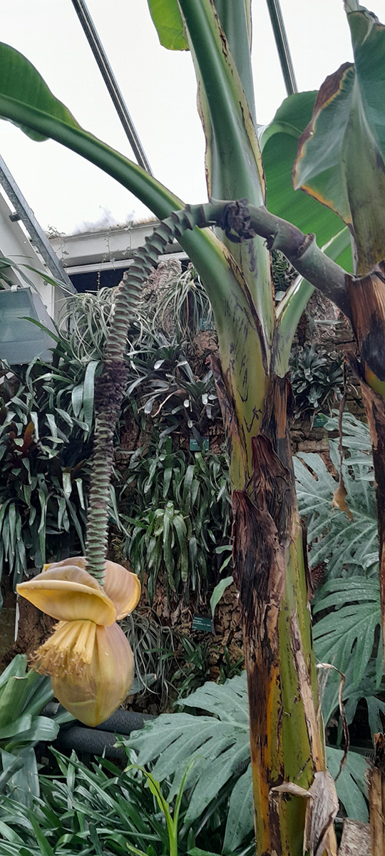 "Botanic Gardens 2" by Trudy Davies