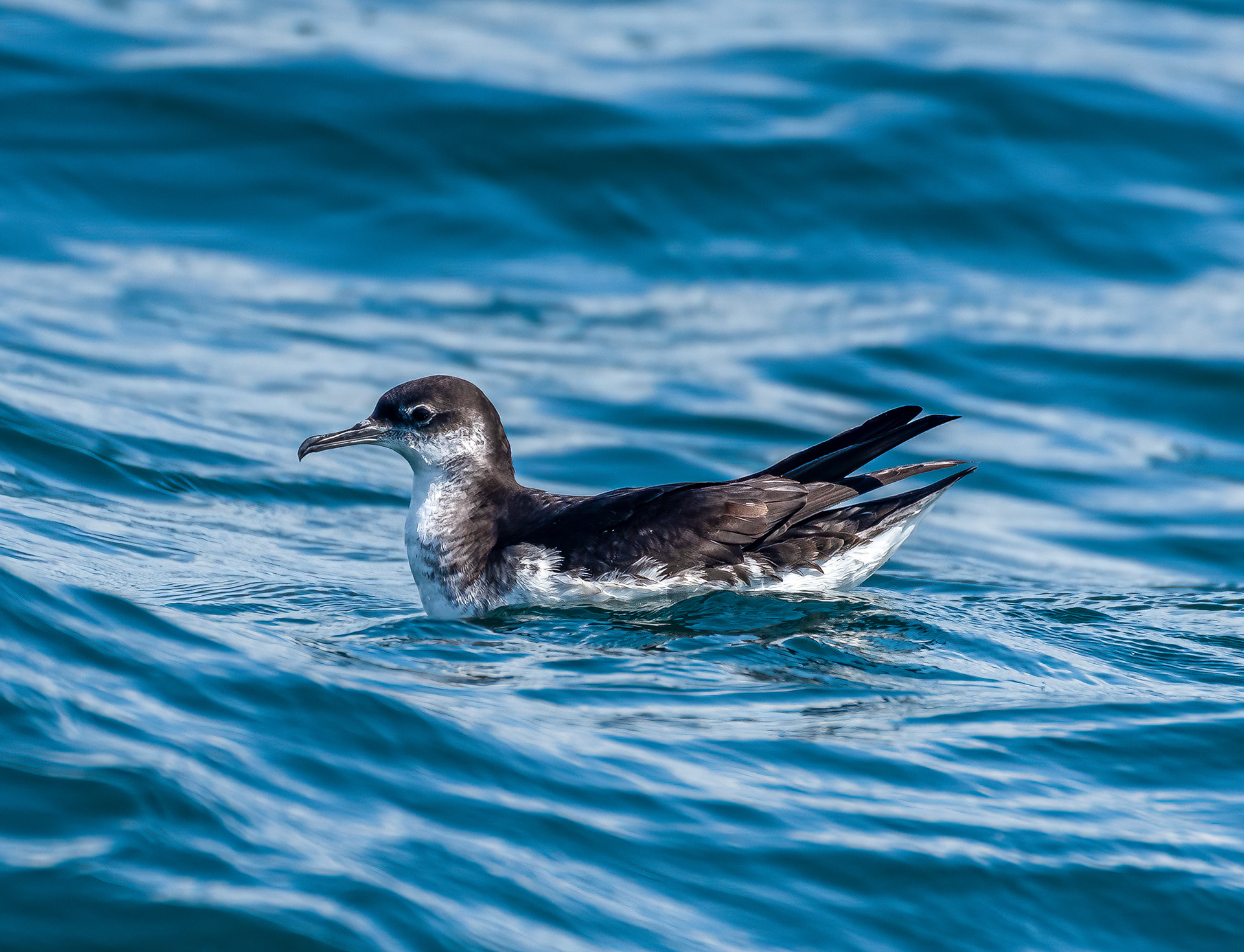 Manx Shearwater in Cardigan Bay