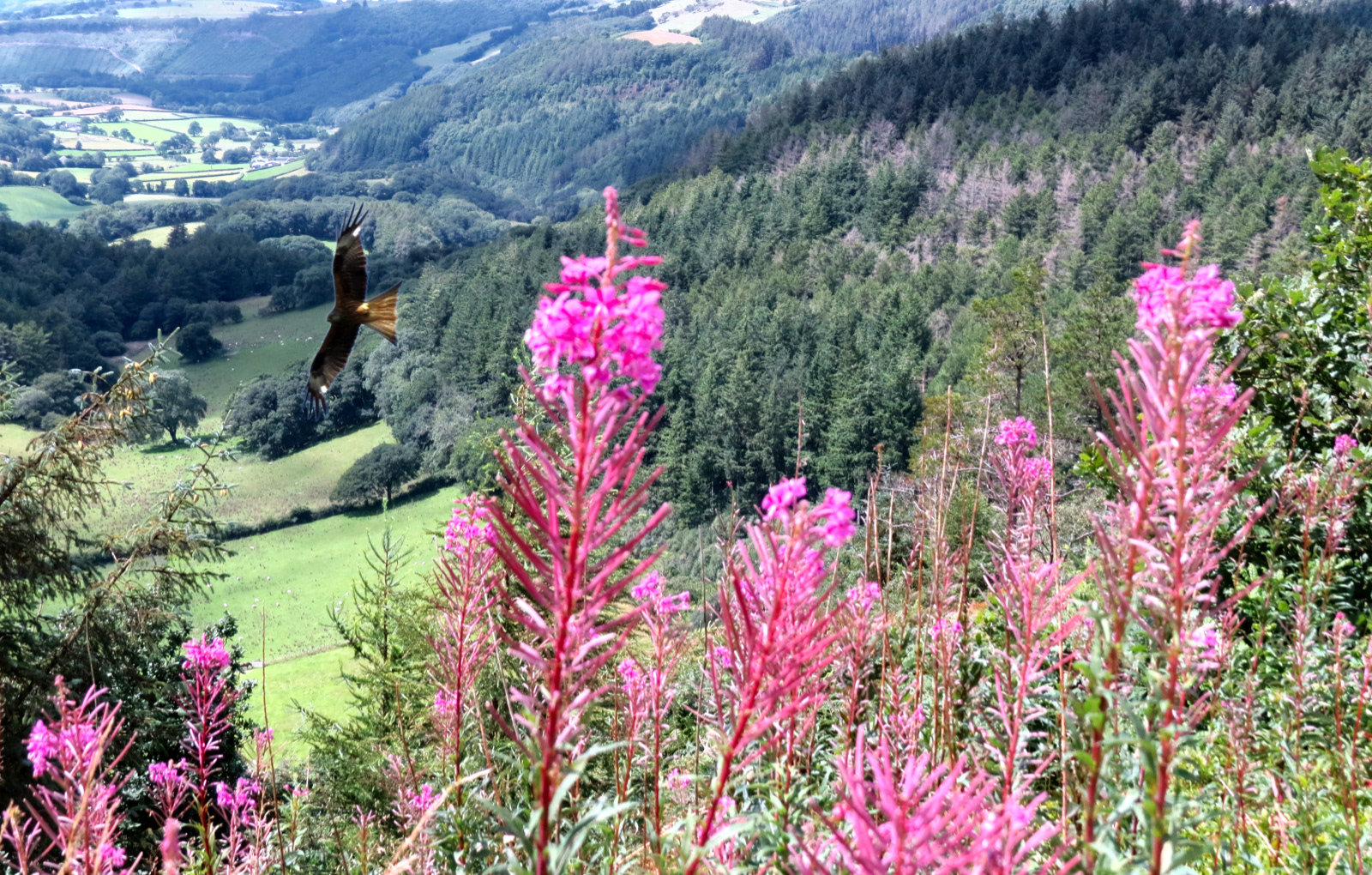 "Too Fast for Me!" by Mike Jones