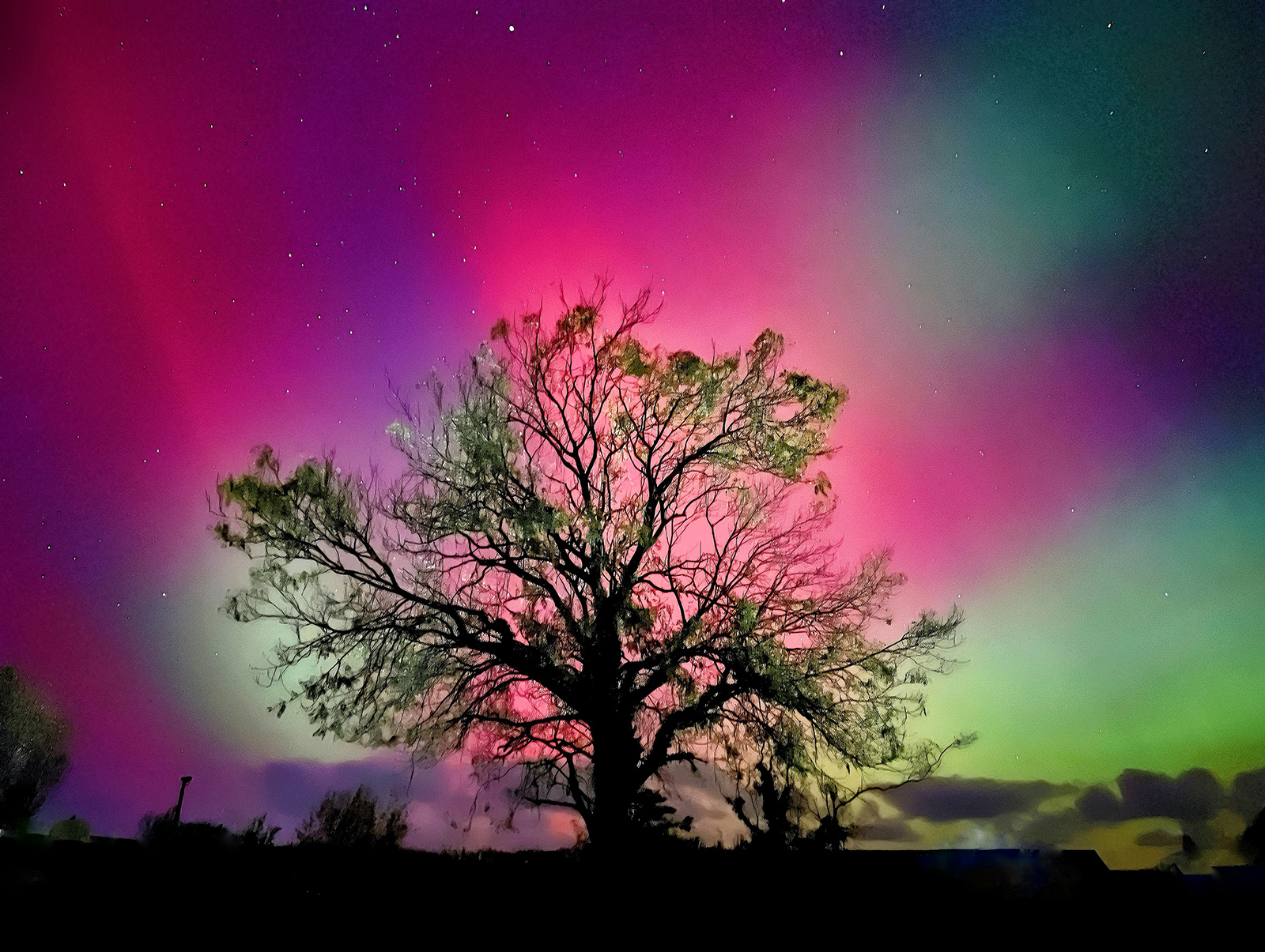 "The World Tree" (Gallery)