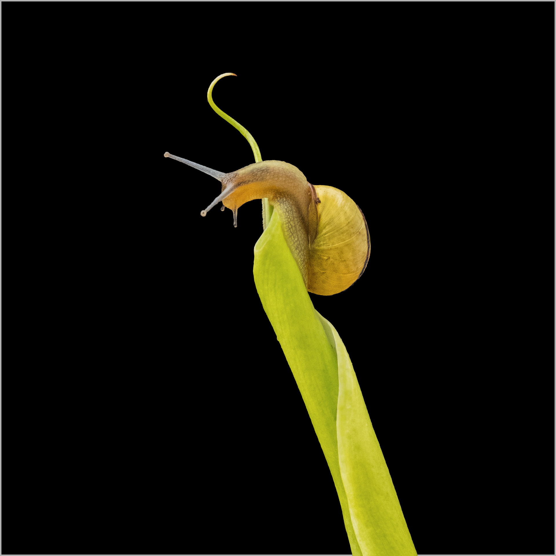 Snail on Arum Lily