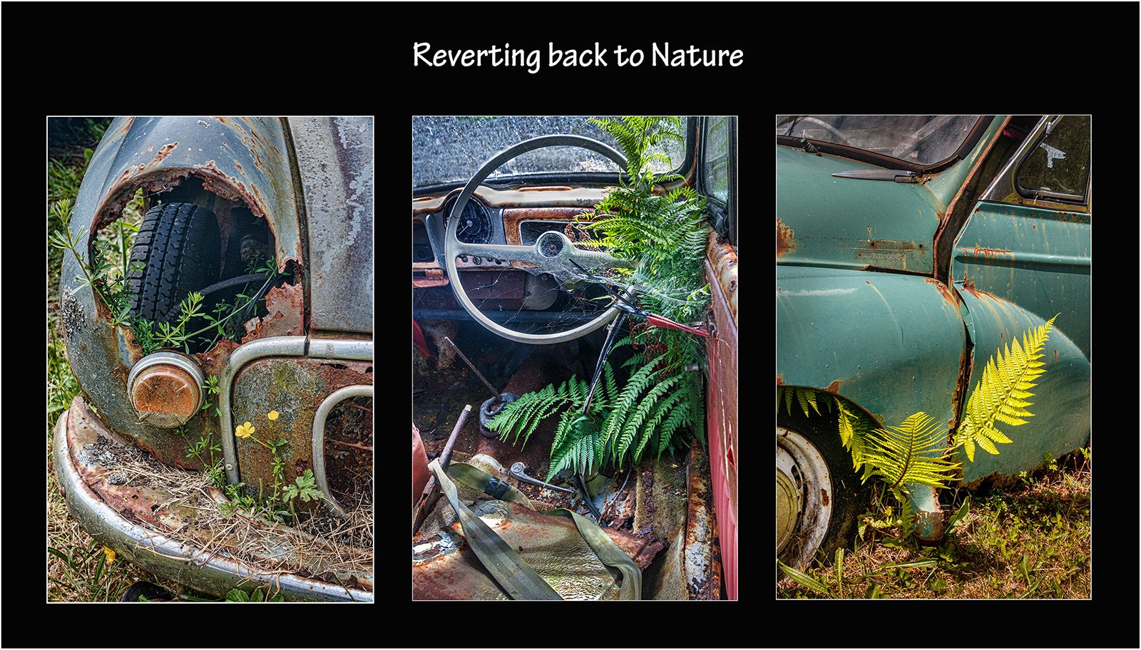"Reverting back to Nature" by Roy Peters. Not scored by judge (own image), but awarded 17 points and 3rd place by the club members