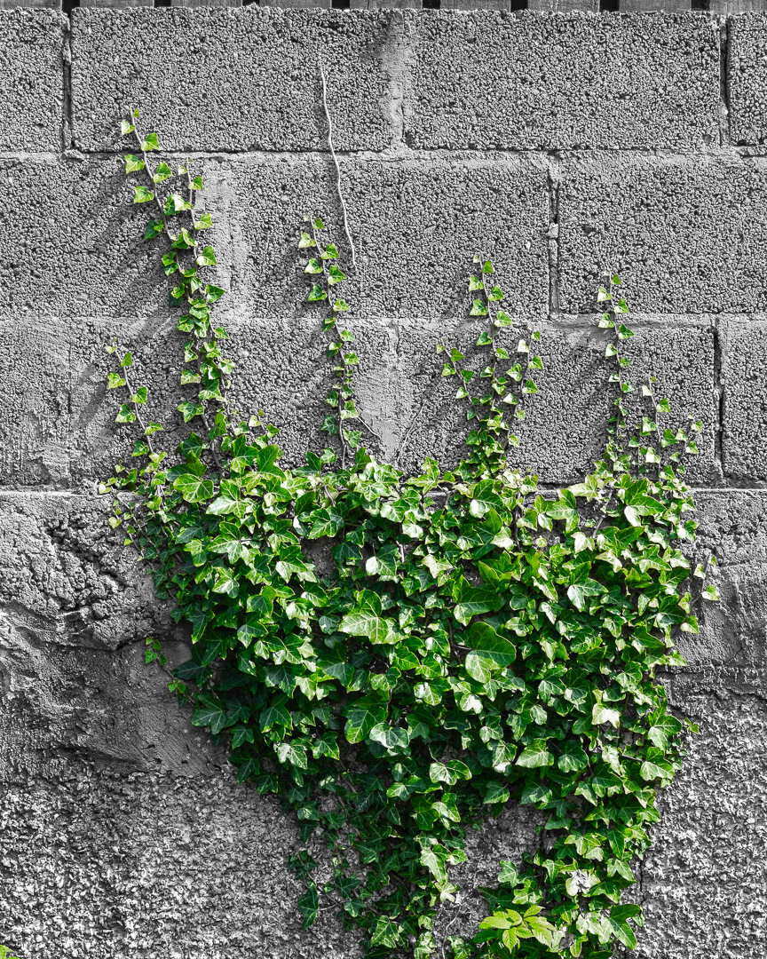 "Nature's hand" by Morlais Davies