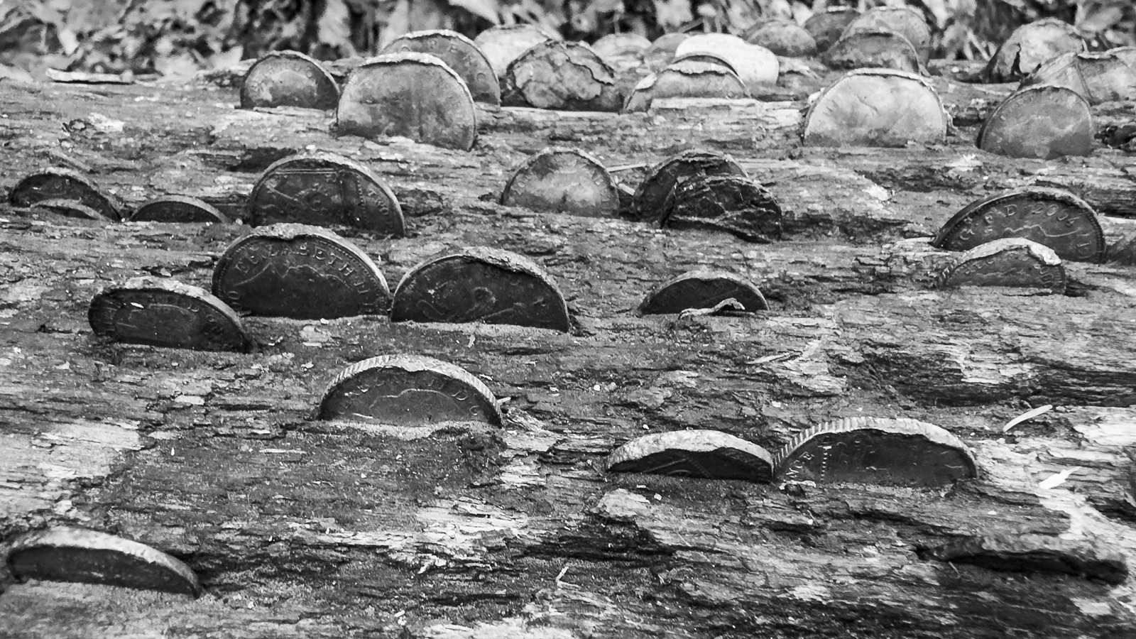 Colby_Pembs-4776 by Morlais Davies