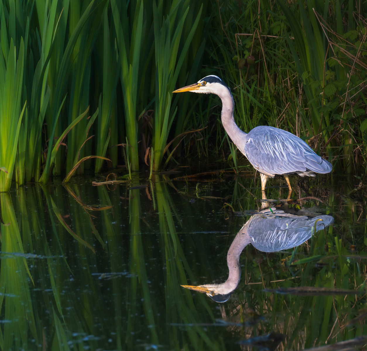 "Heron Reflecting" by Ray Bethell