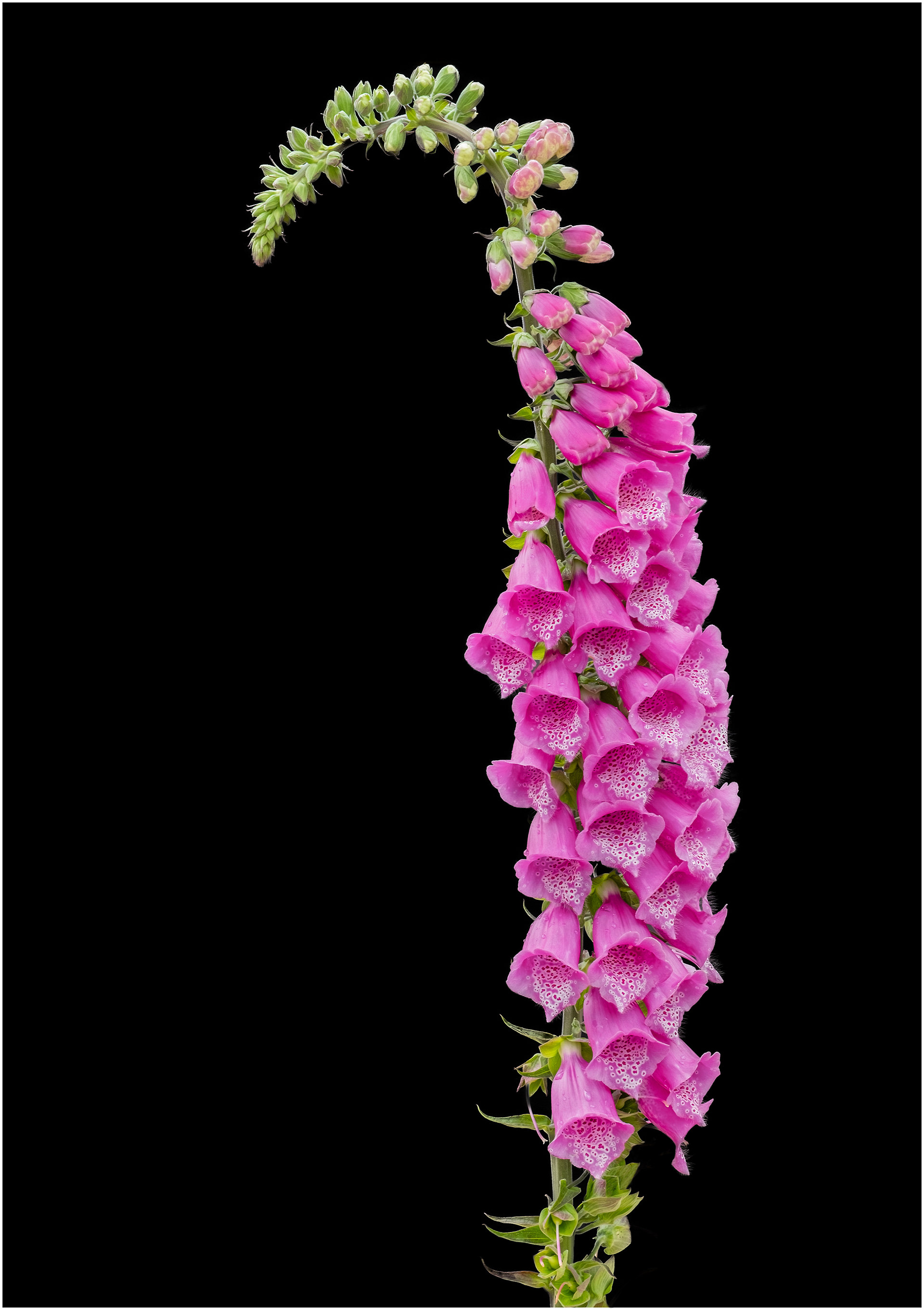 Foxglove