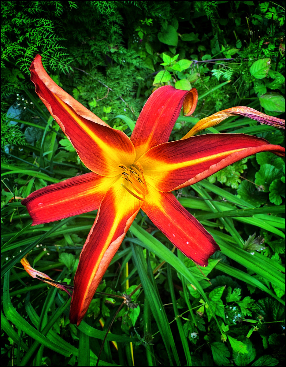"Spikey Red Flower" by David Hough