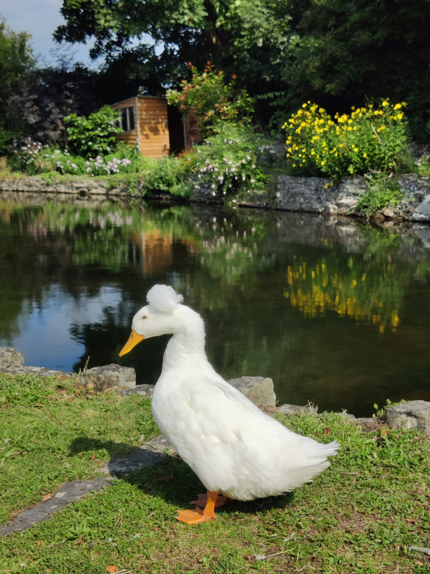 "A duck called Elvis" by Hilary Harding