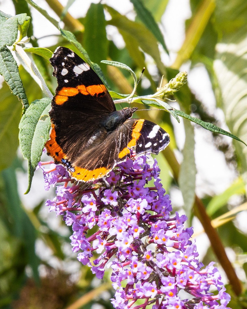 "Red Admiral on buddleia" by Morlais Davies
