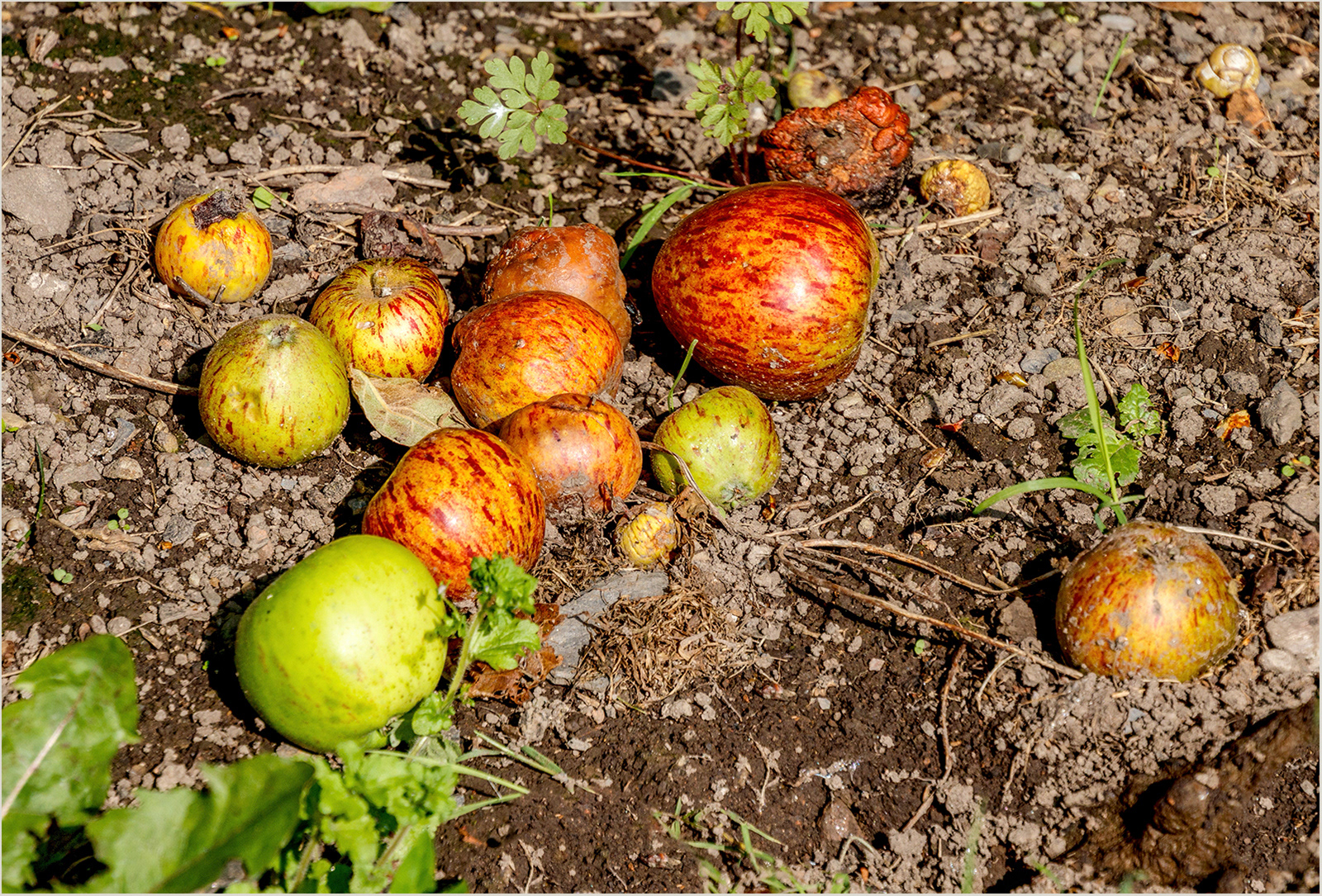 "Going to Waste" by Roy Peters