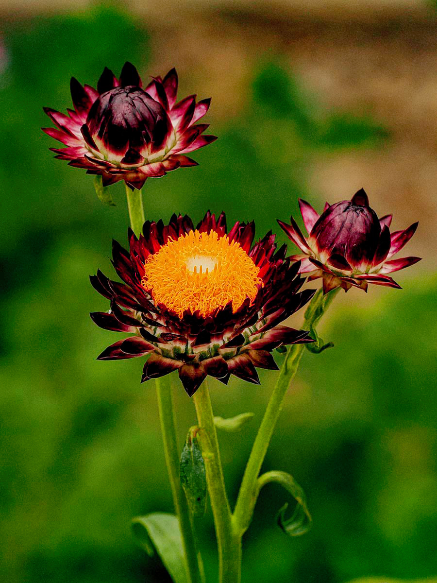 "Three purple flower heads" by Stuart Watson