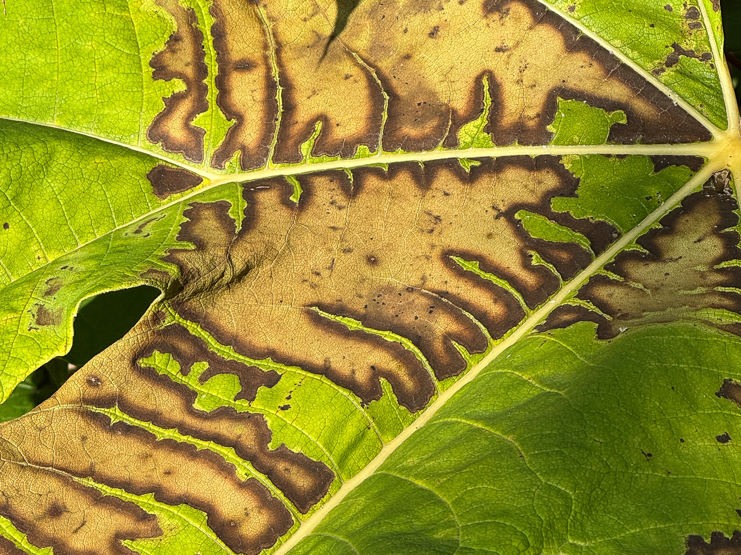 "Leaf pattern" by Morlais Davies
