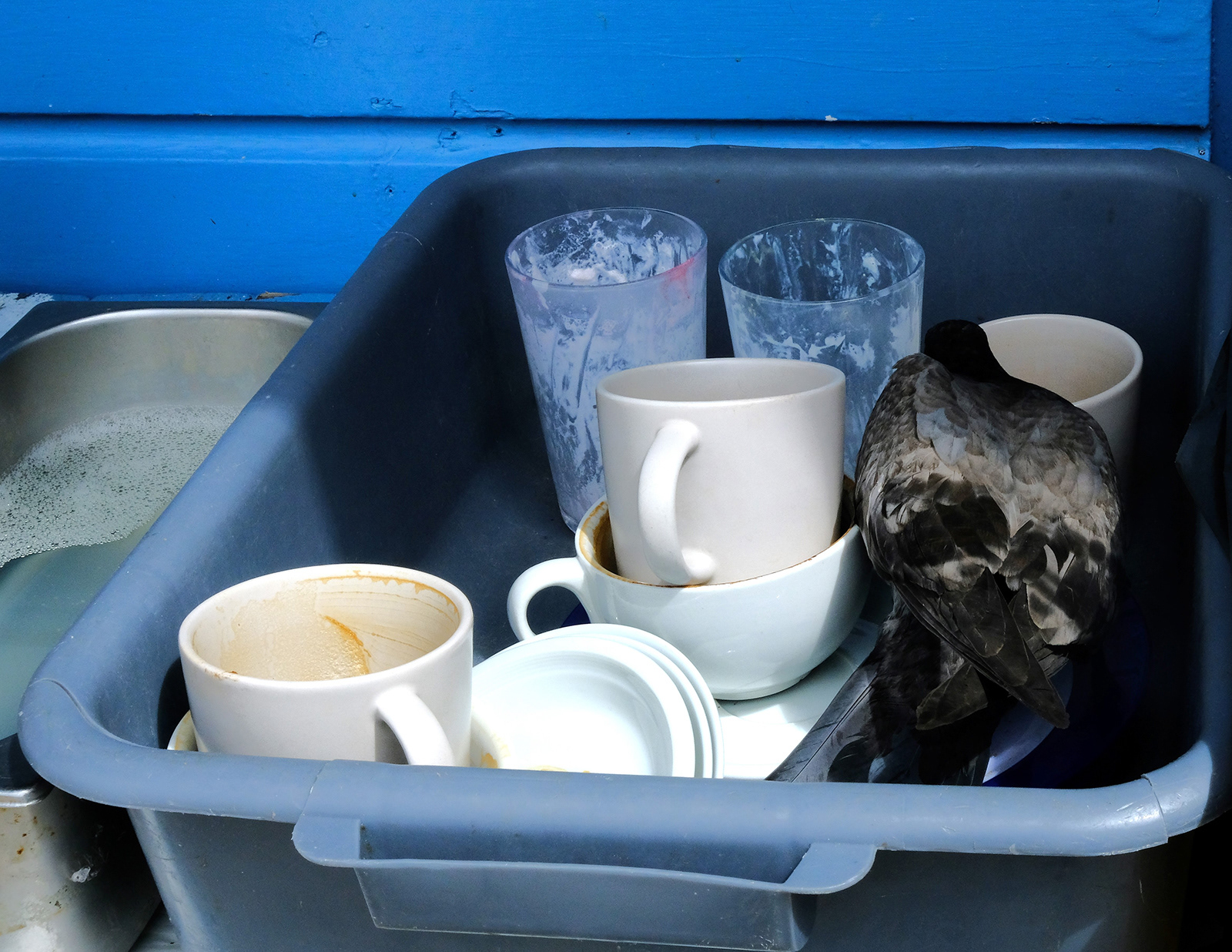 "Pidgeon in bowl" by Margaret Jones