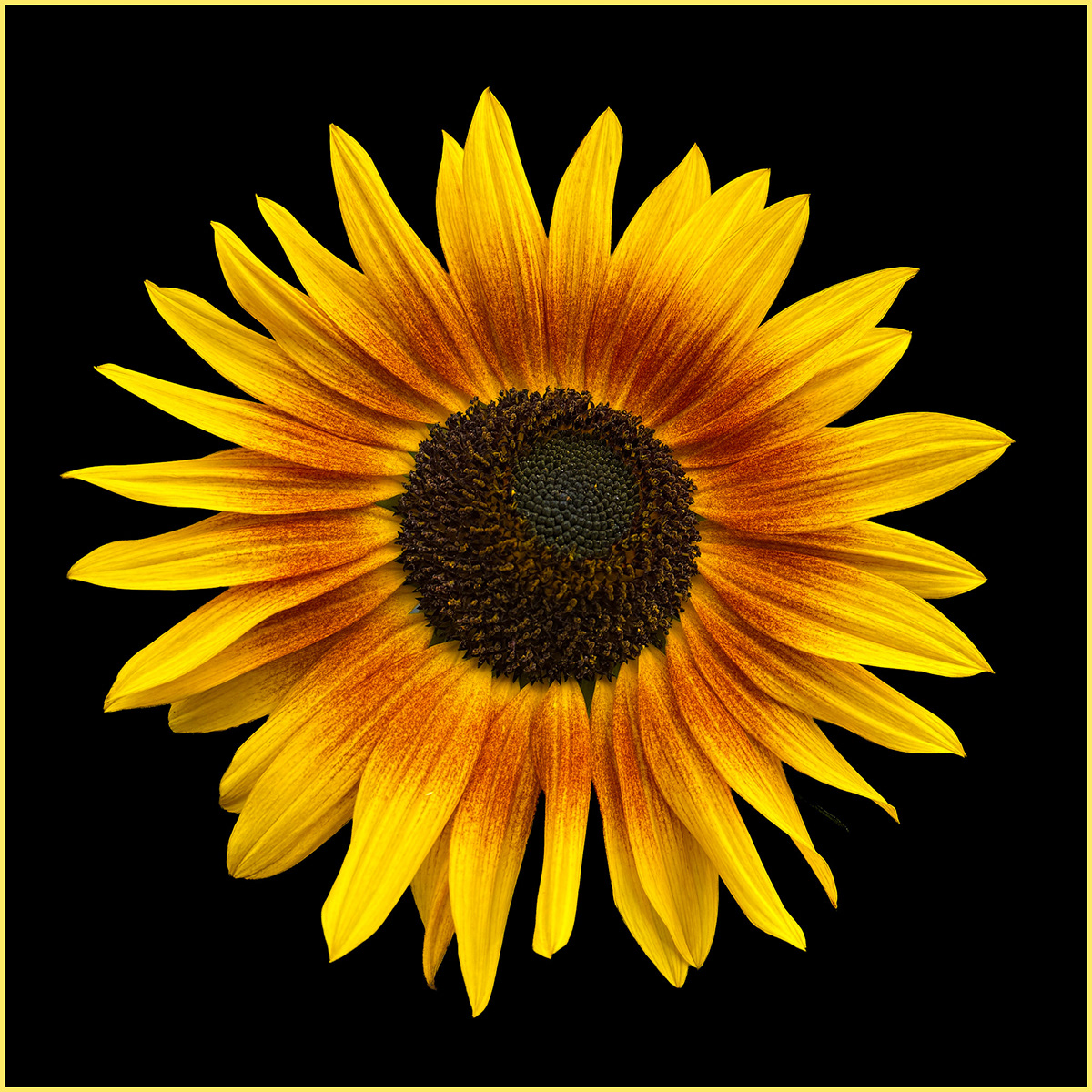 2nd : "Sunflower" by Morlais Davies
