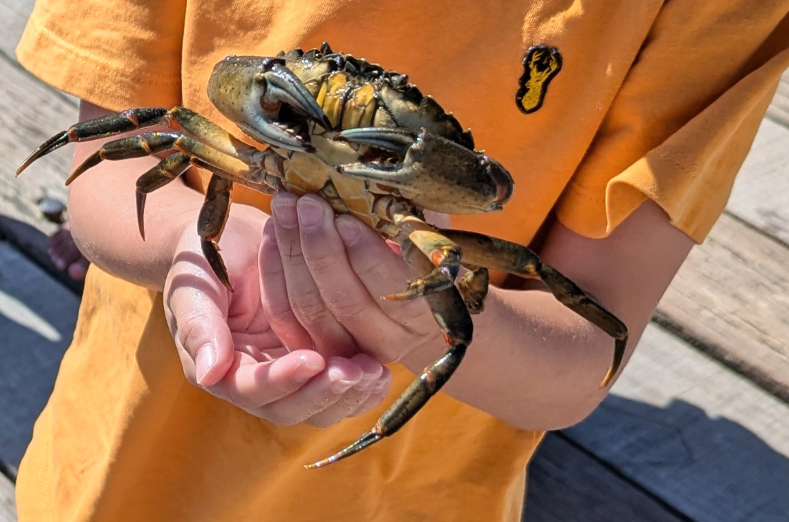 "My Crab Friend" by Mike Jones