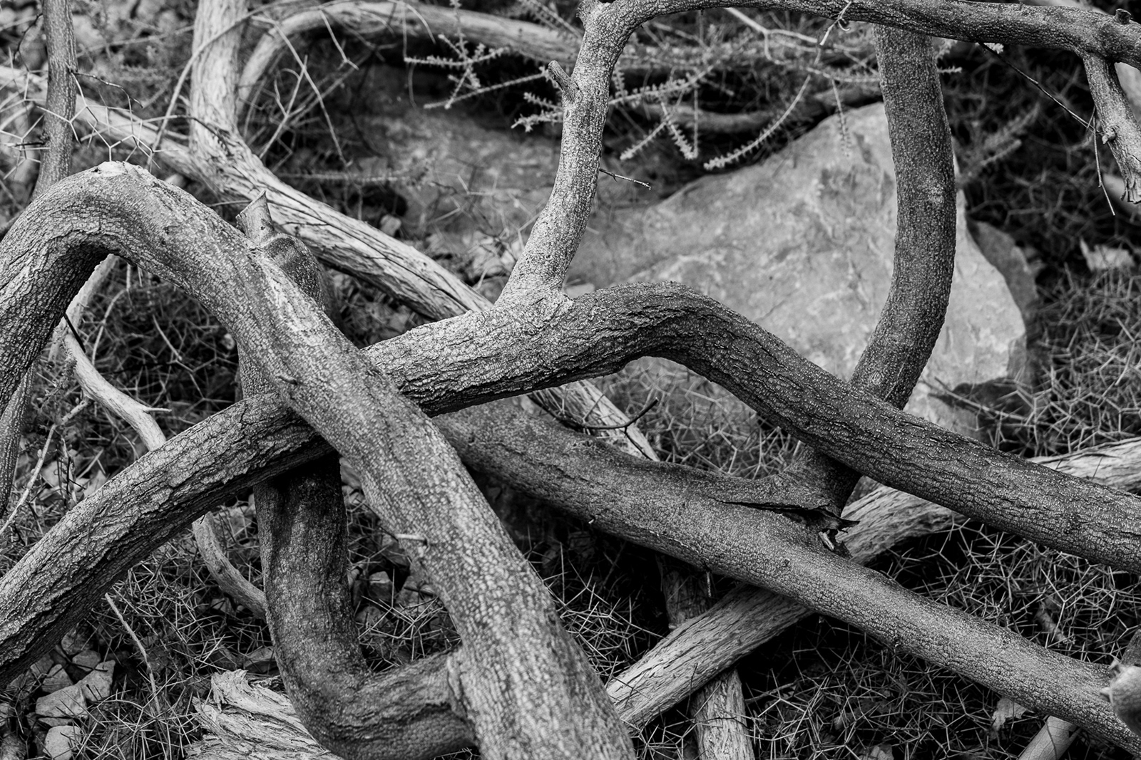 "Tanglewood" by Morlais Davies