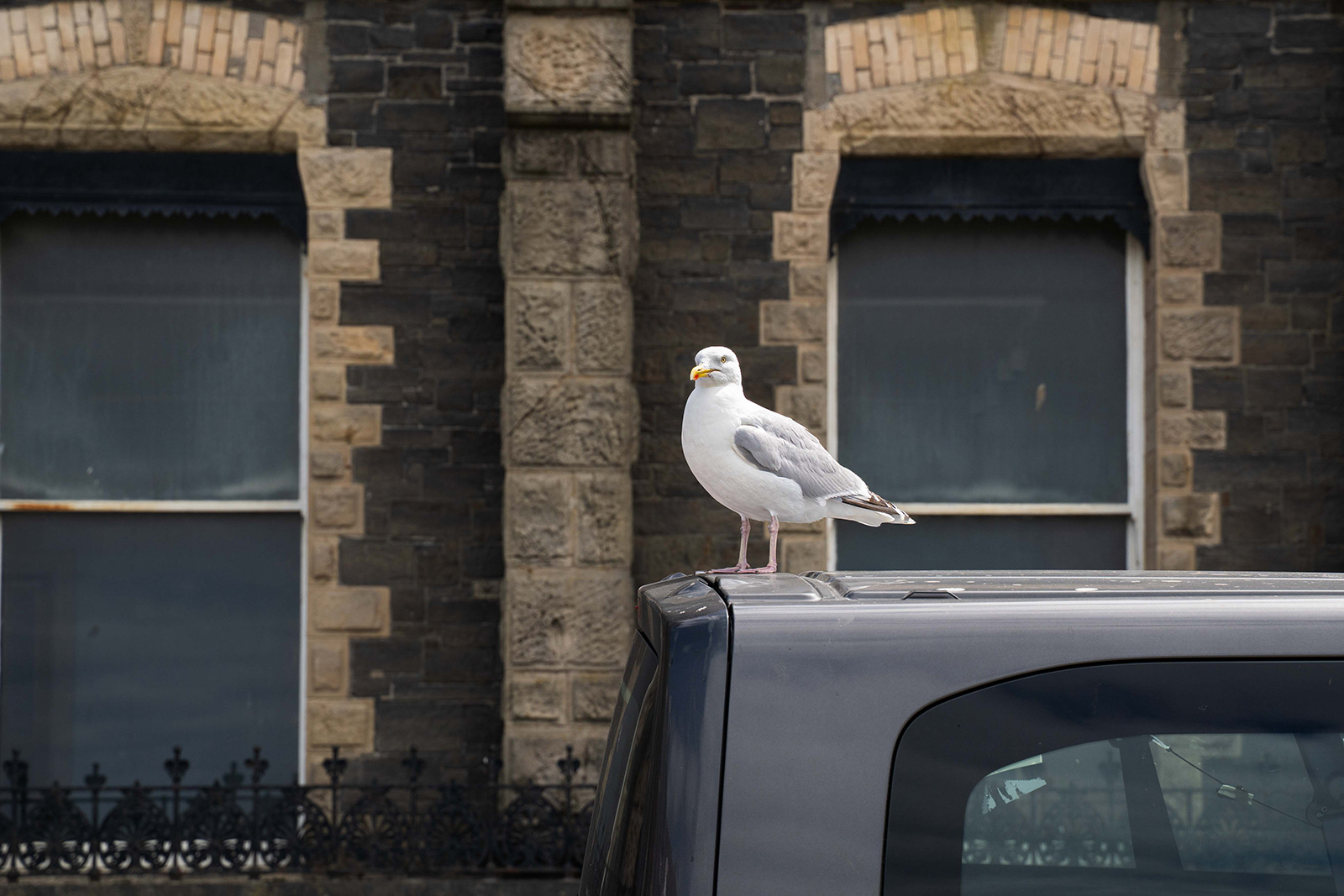 "The seagull" by Jan Evans