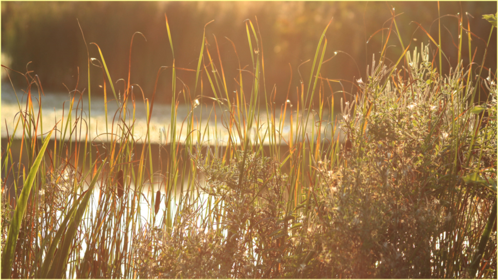 By the Pond