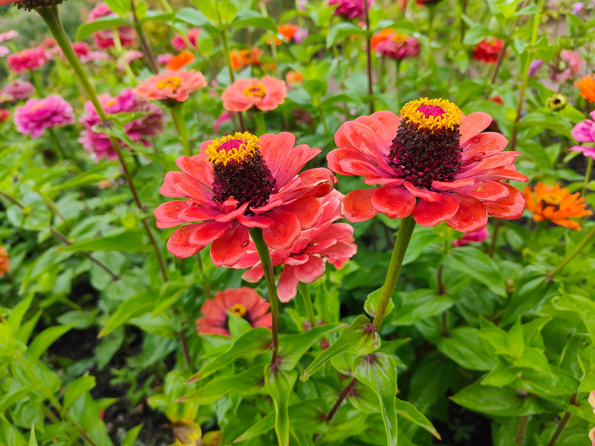 "Standing Proud" by Dave Evans