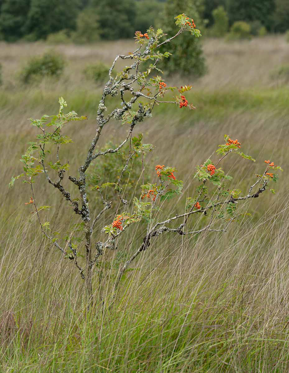 "Cors Caron 3" by Monica Berry