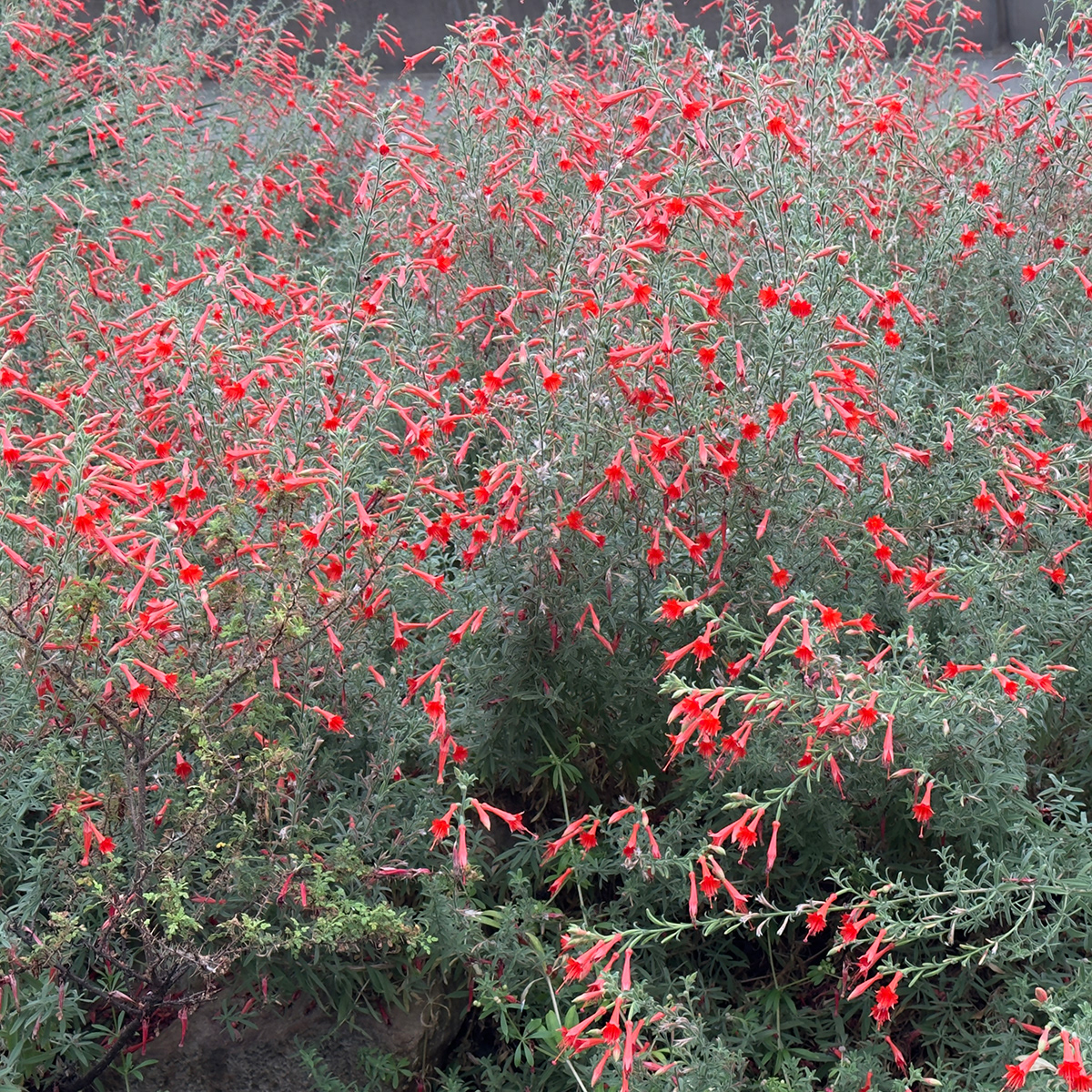 "Epilobium Canum (Californian Fuschia)" by David Hough