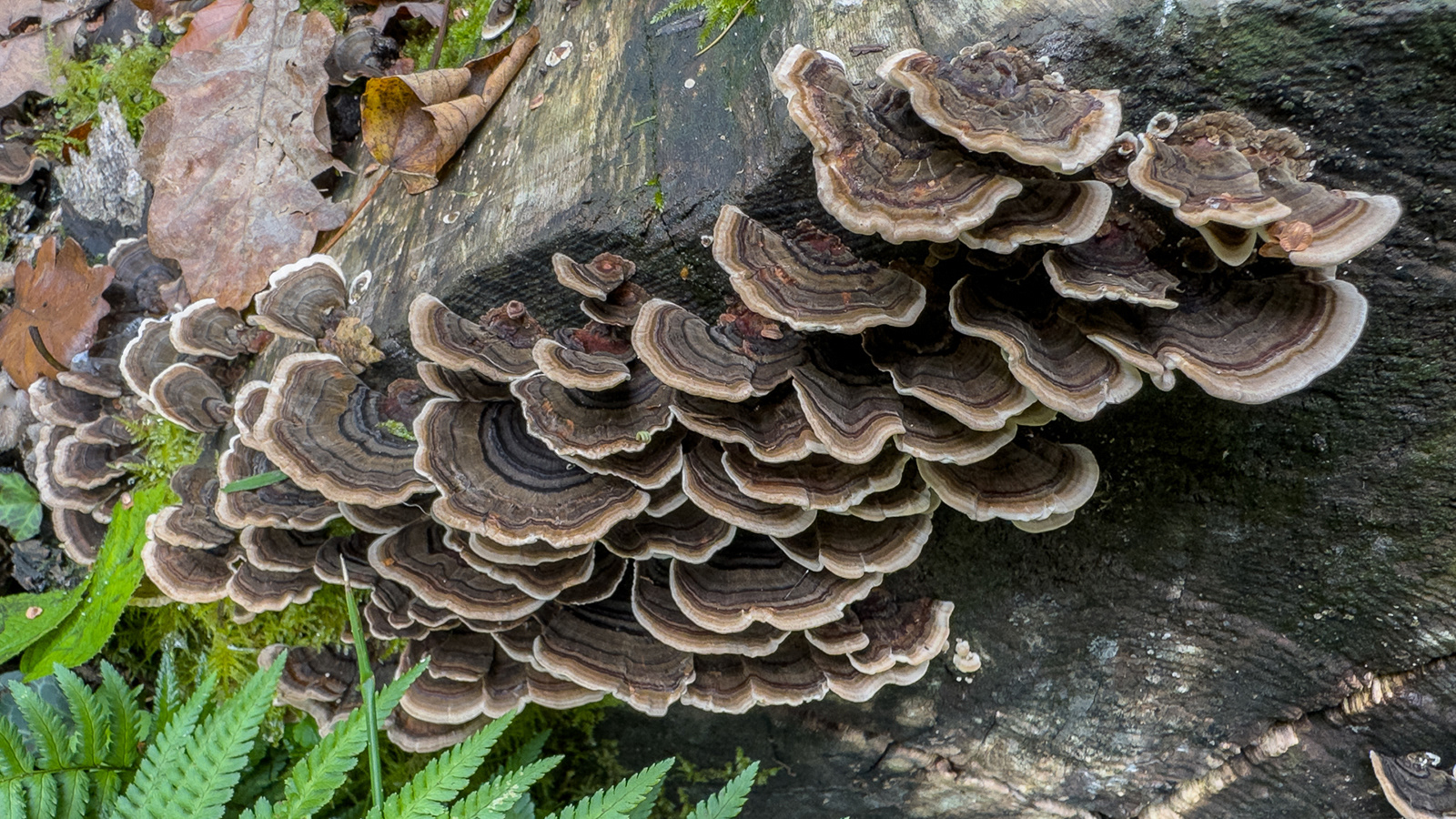 Colby_Pembs-4741 by Morlais davies