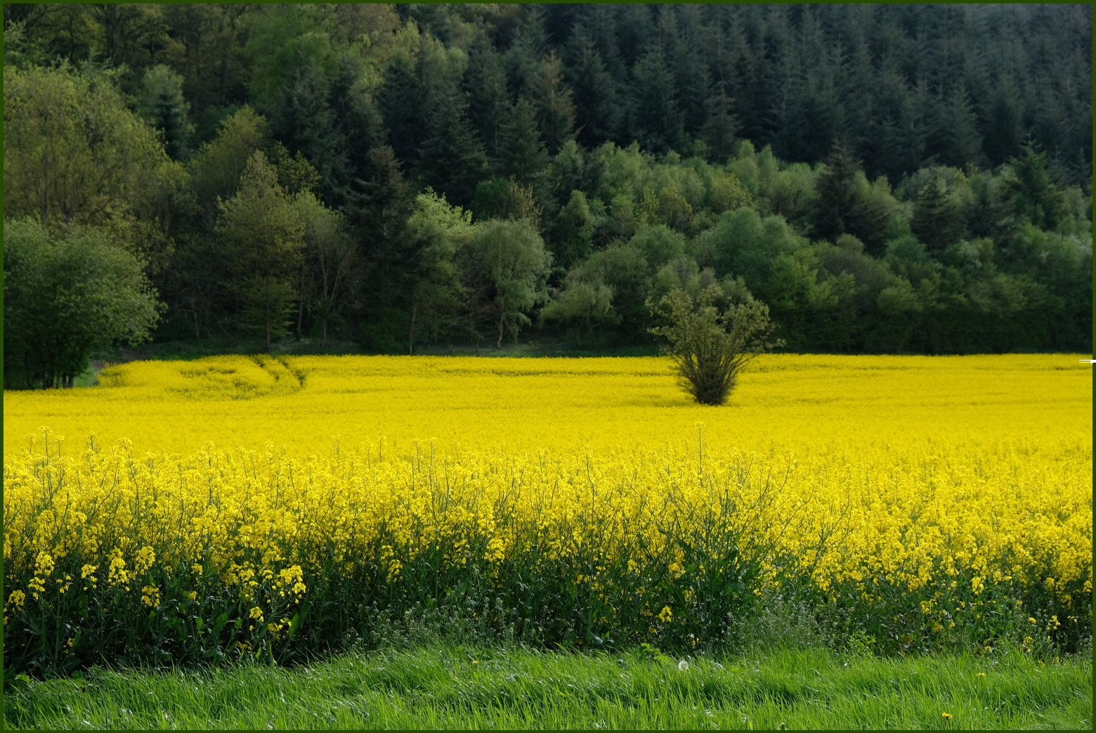 Yellow and Green