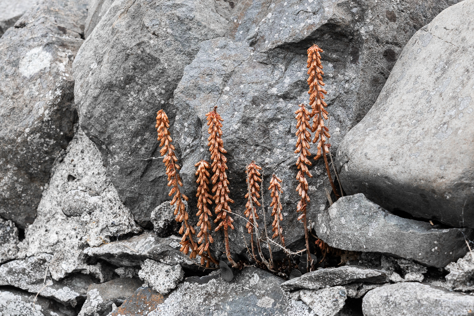 "Llanon 04" by Morlais Davies