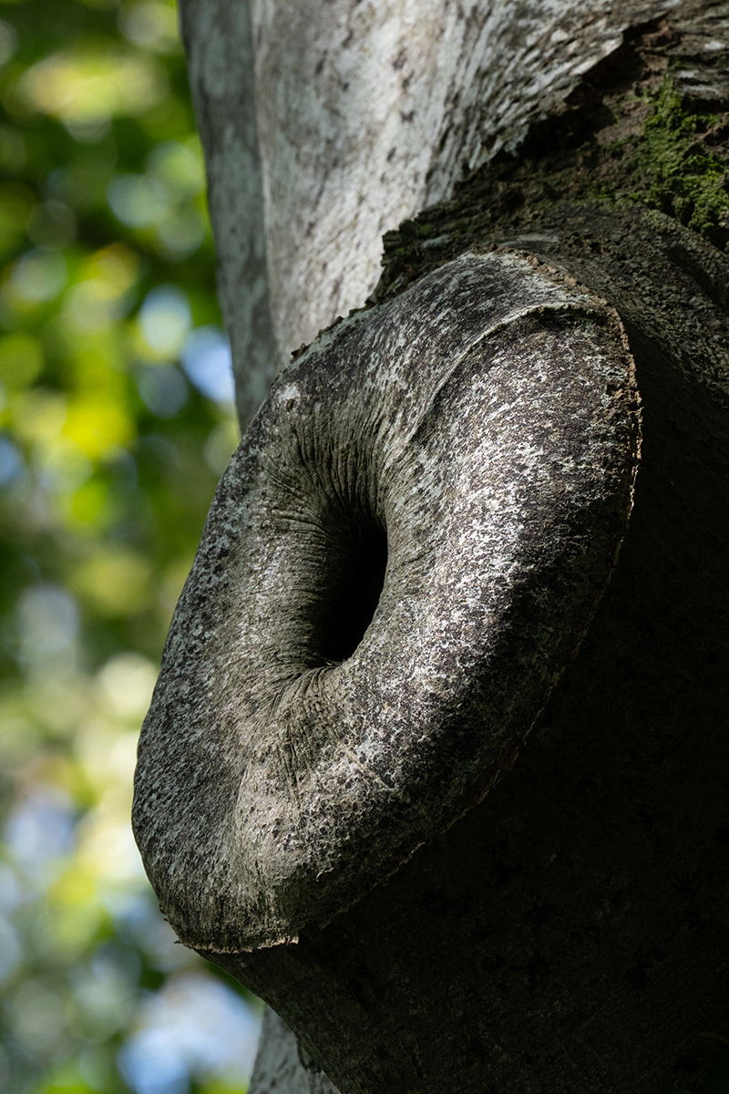 "Donut" by Monica Berry