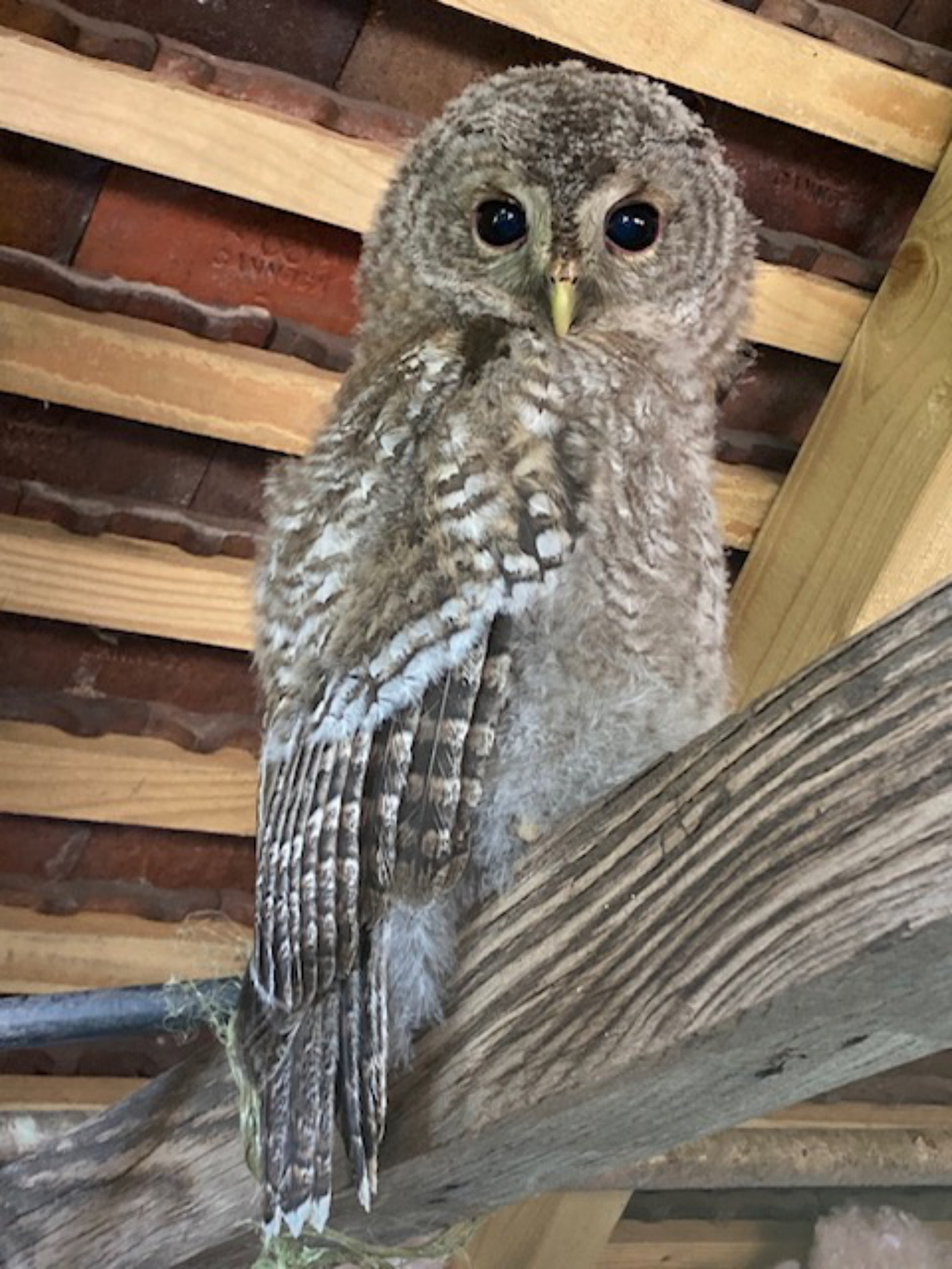 7. Looking at t-wit-t-woo