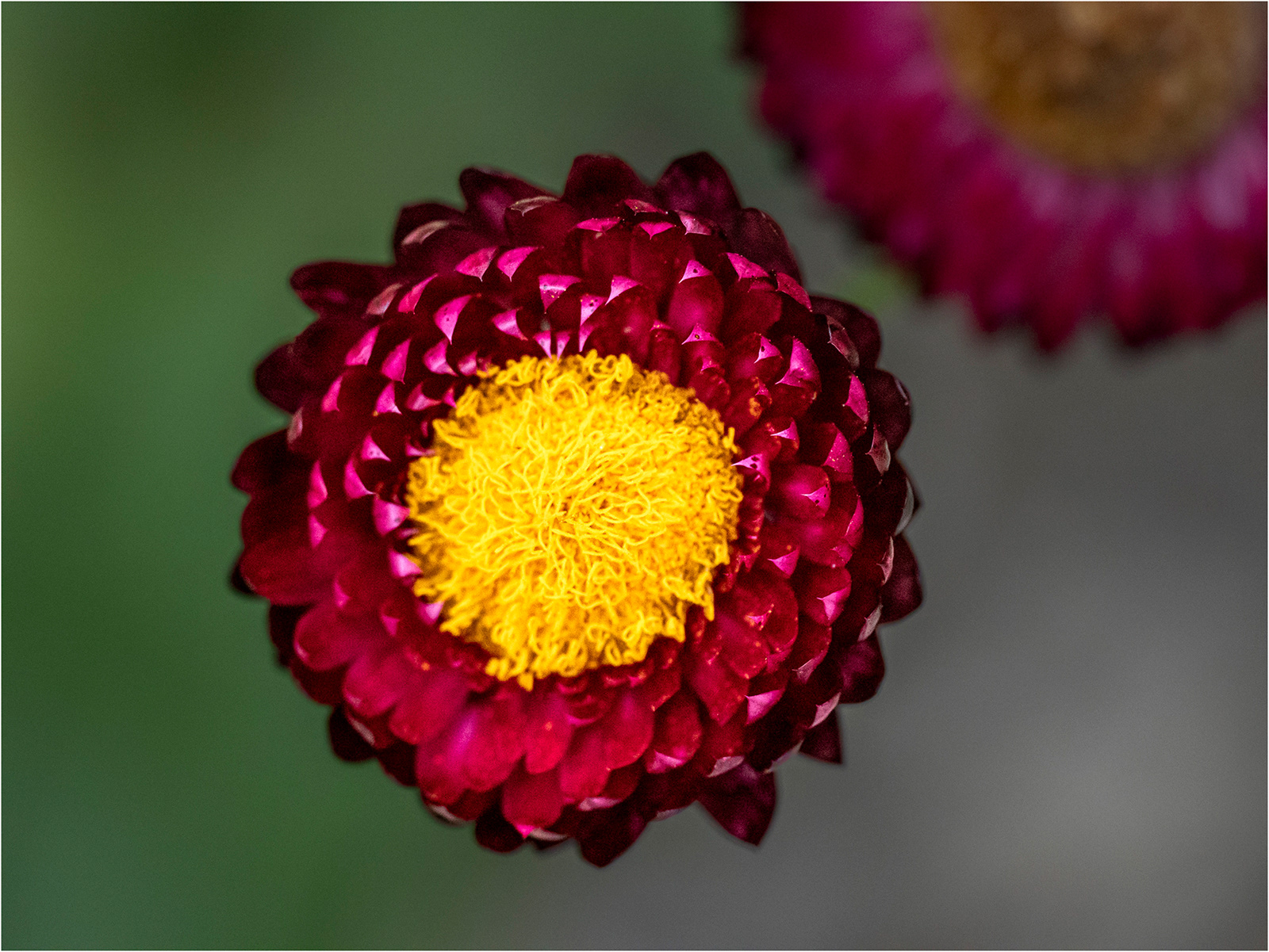 "Antipodean flora 3" by Viv Evans