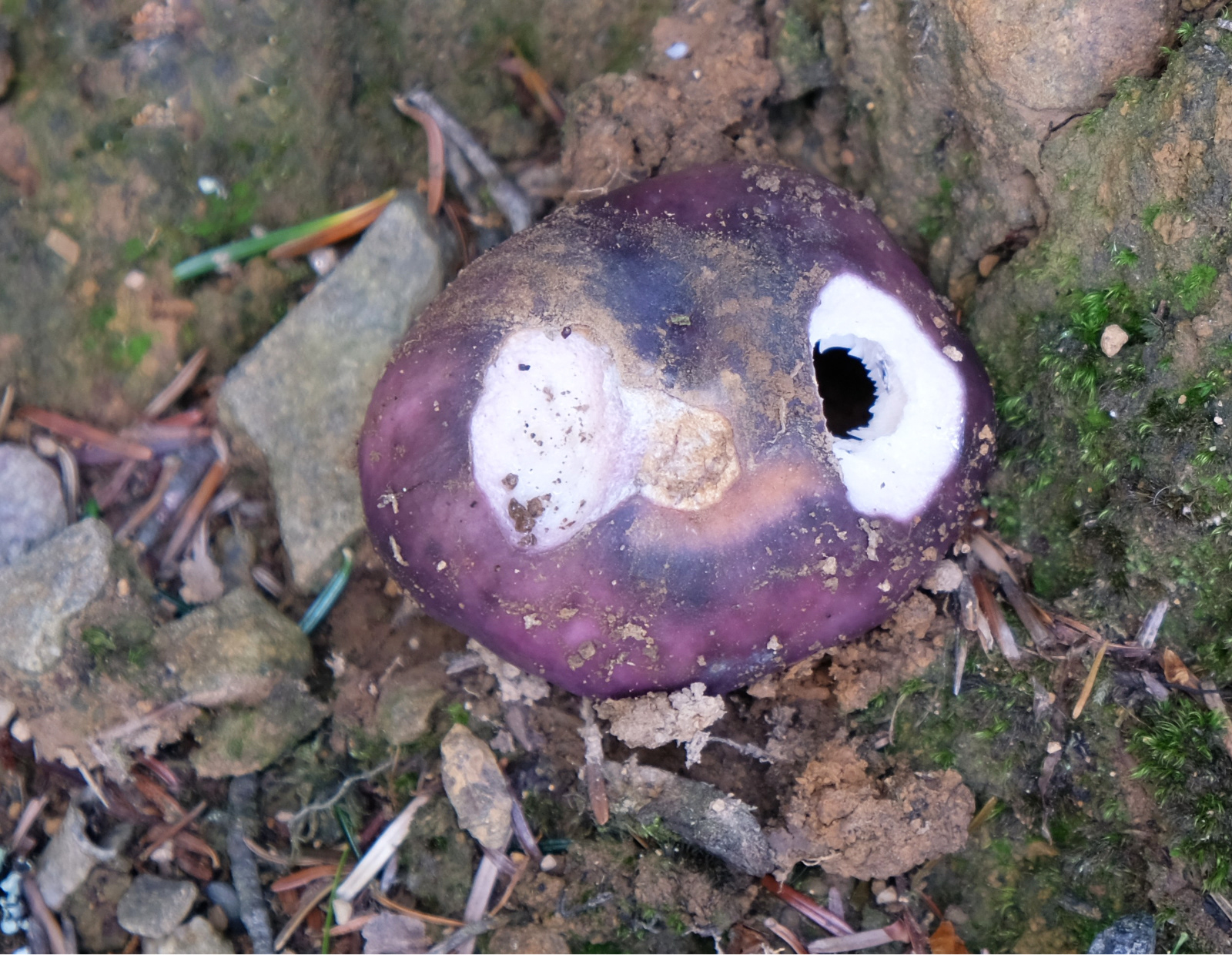 "One Eyed Amethyst Deceiver" by Margaret Jones