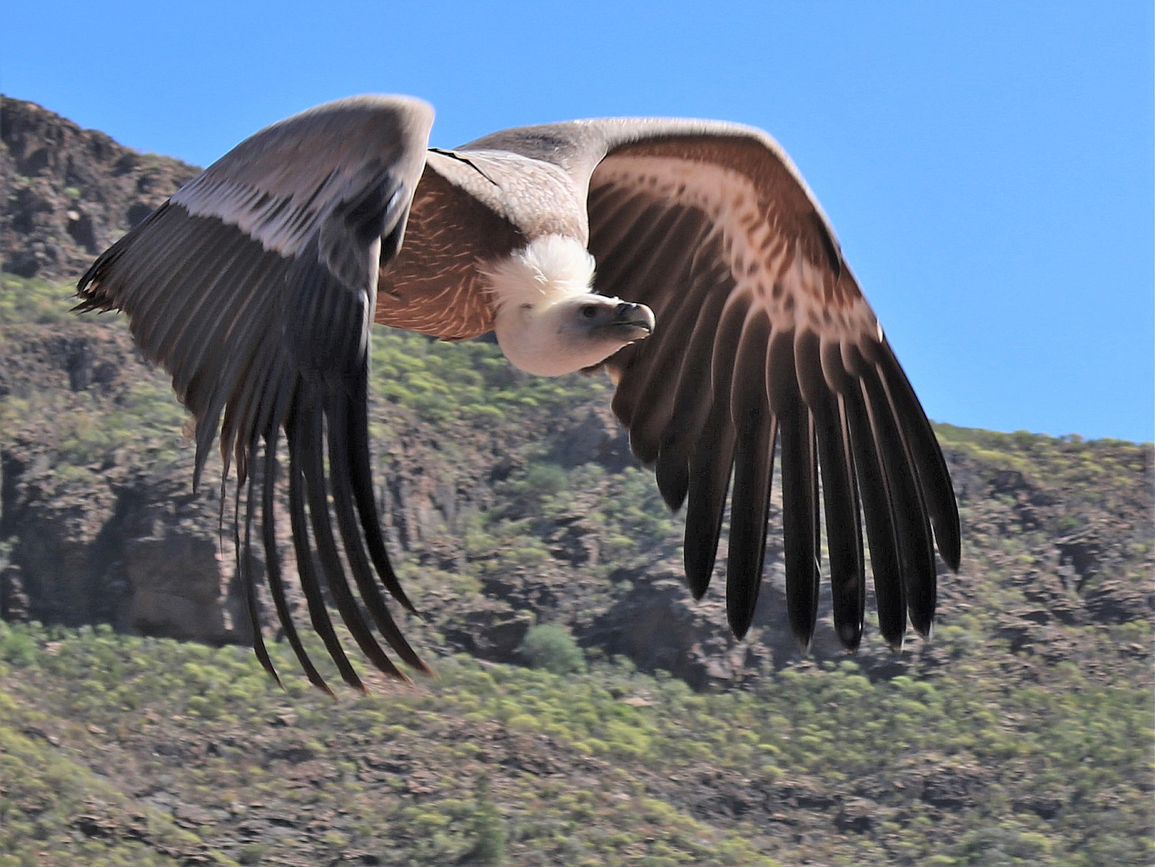 Griffon Vulture, Spain