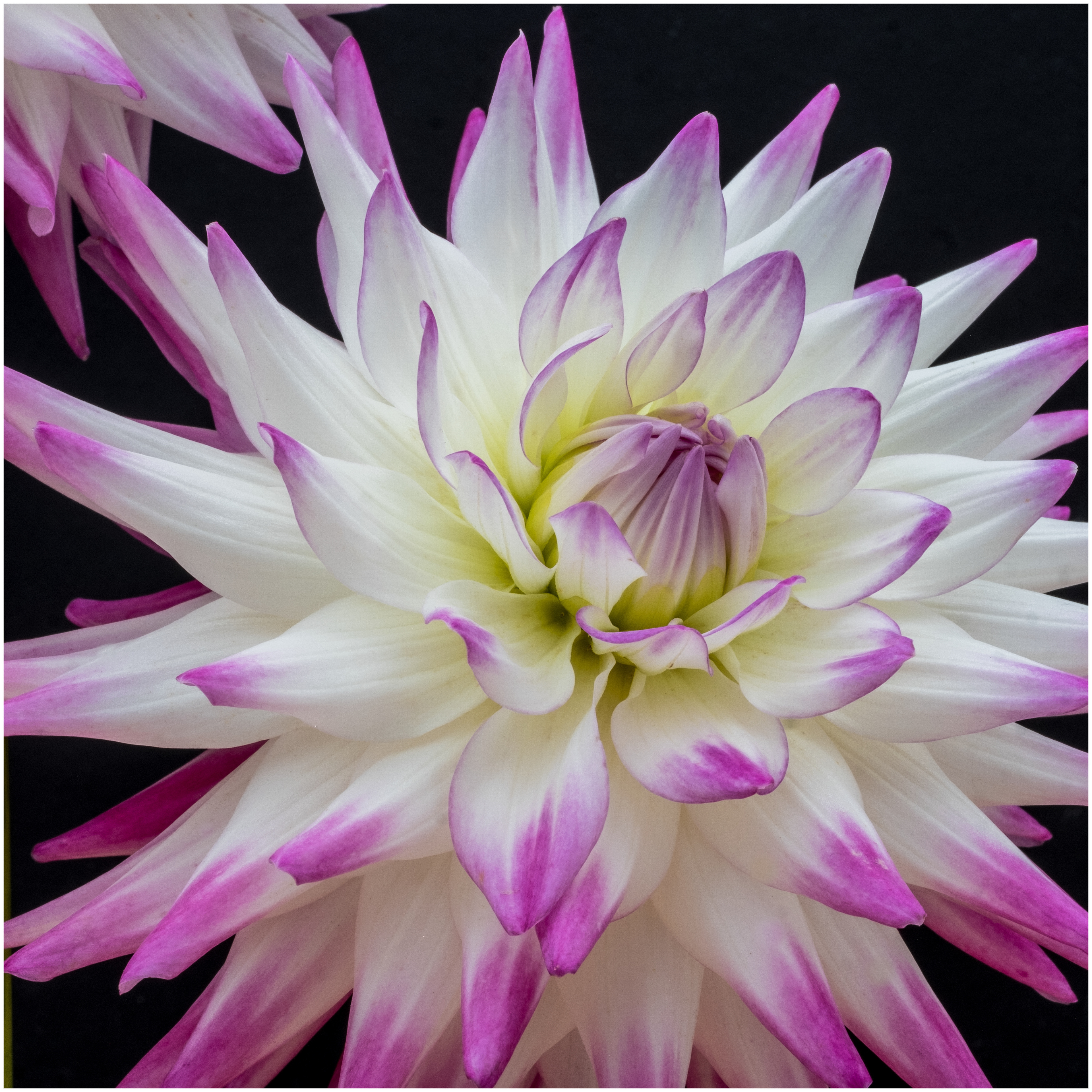 Dahlia Firework