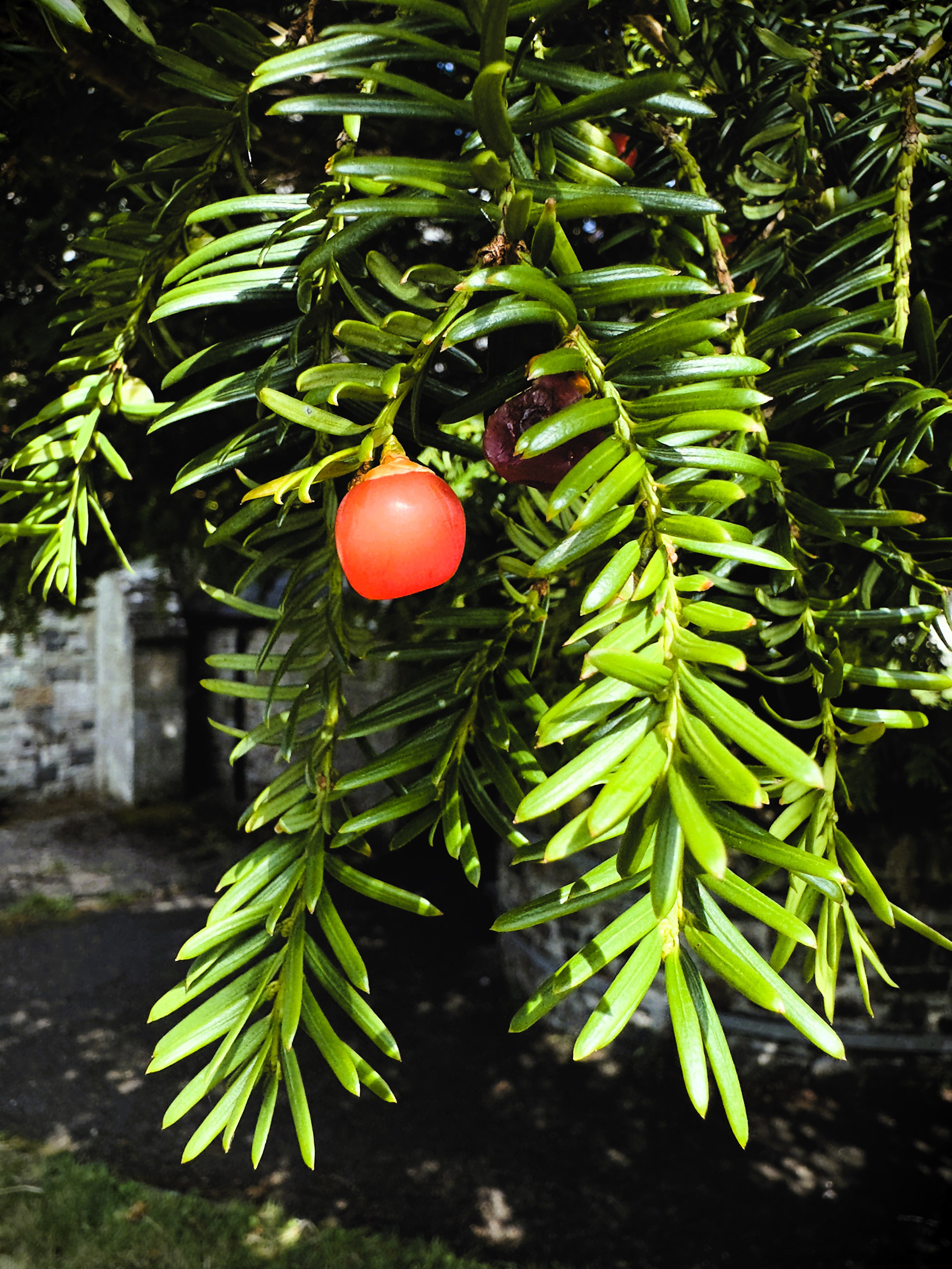 "Taxus Baccata" by David Hough