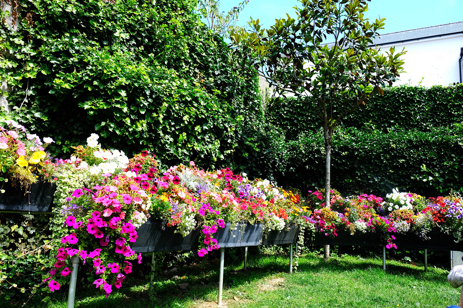 "Flowers" by Margaret Jones