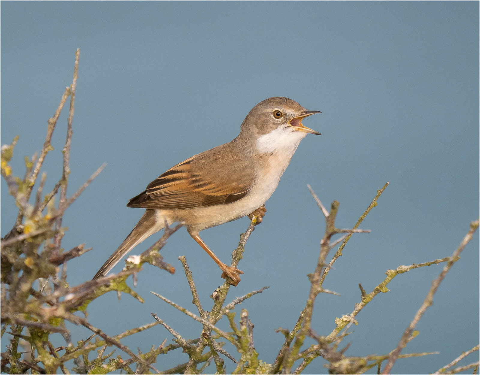 4th: "Whitethroat" by Viv Evans