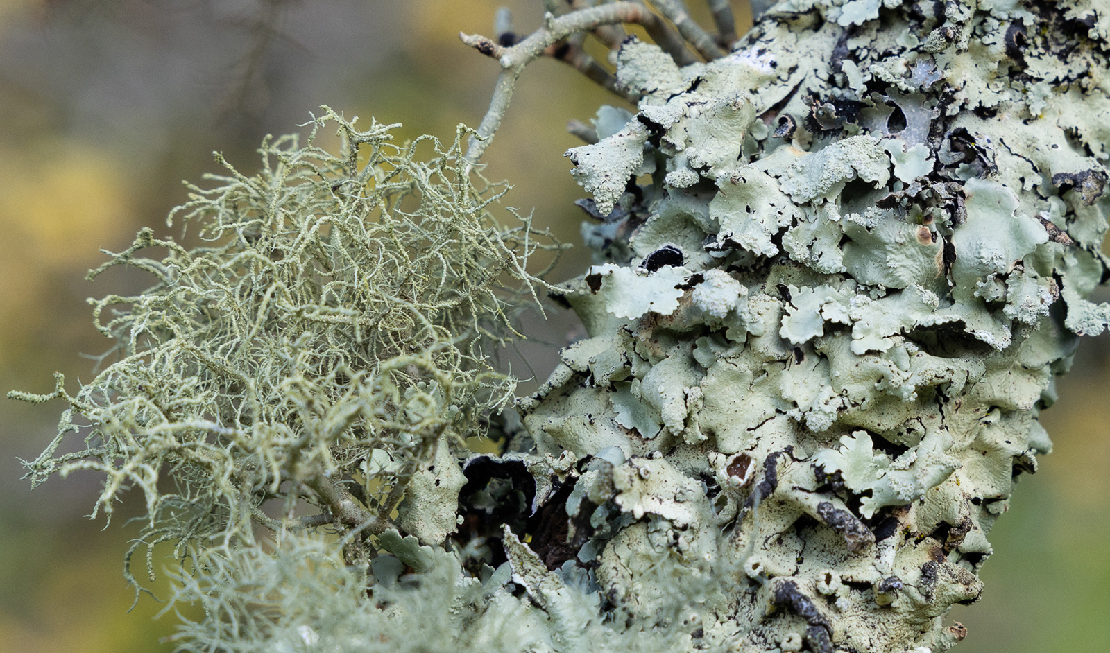 Colby_Pembs-5095 by Morlais Davies