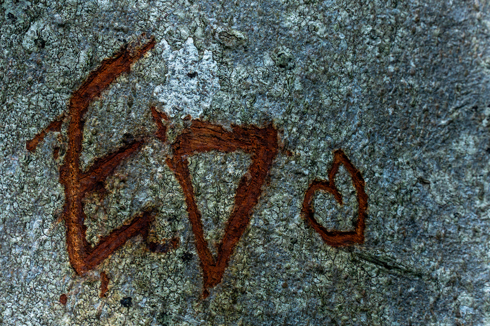 "Tree Carving 1" by Monica Berry